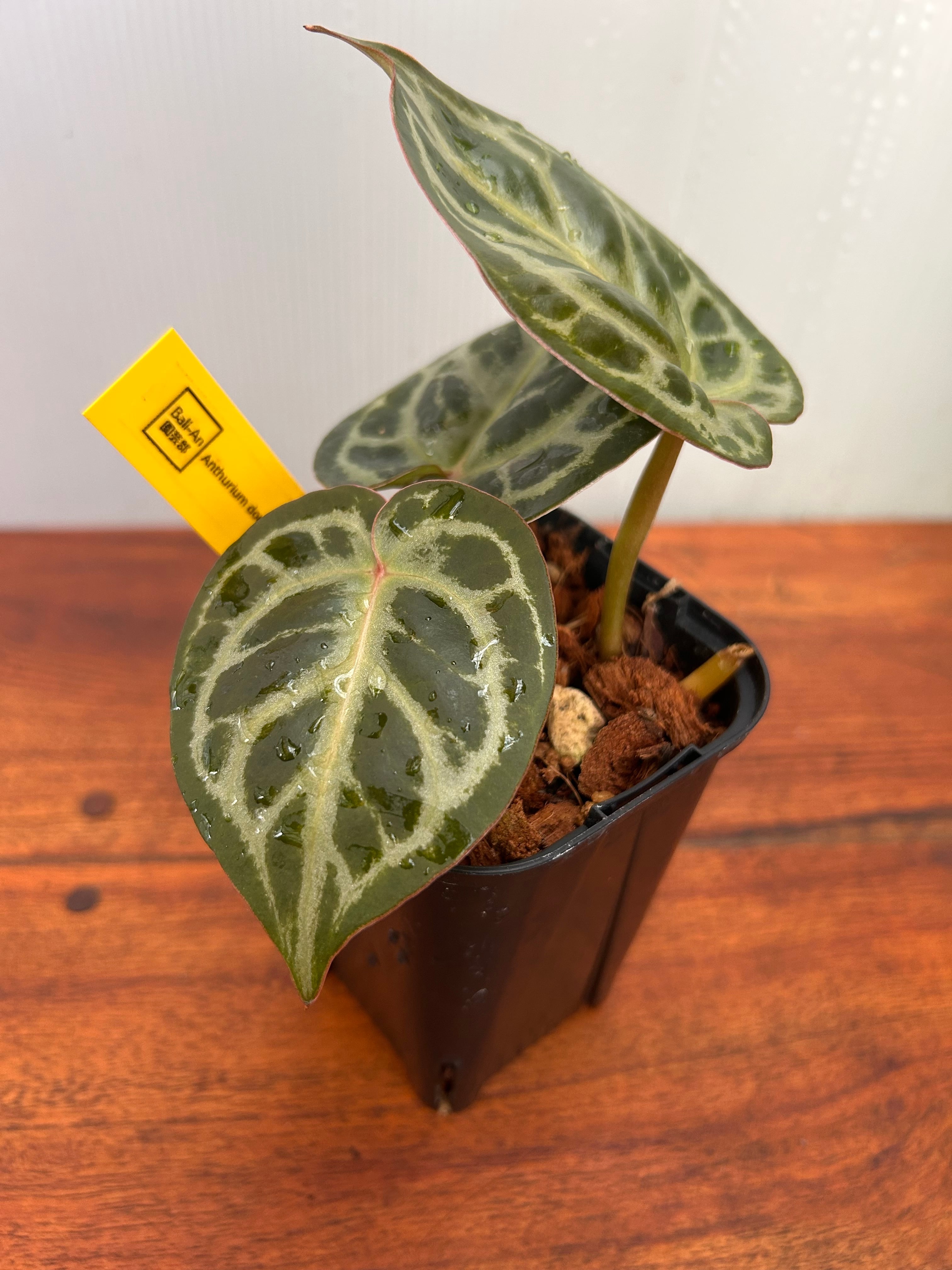 Anthurium | BALI-AN 園芸