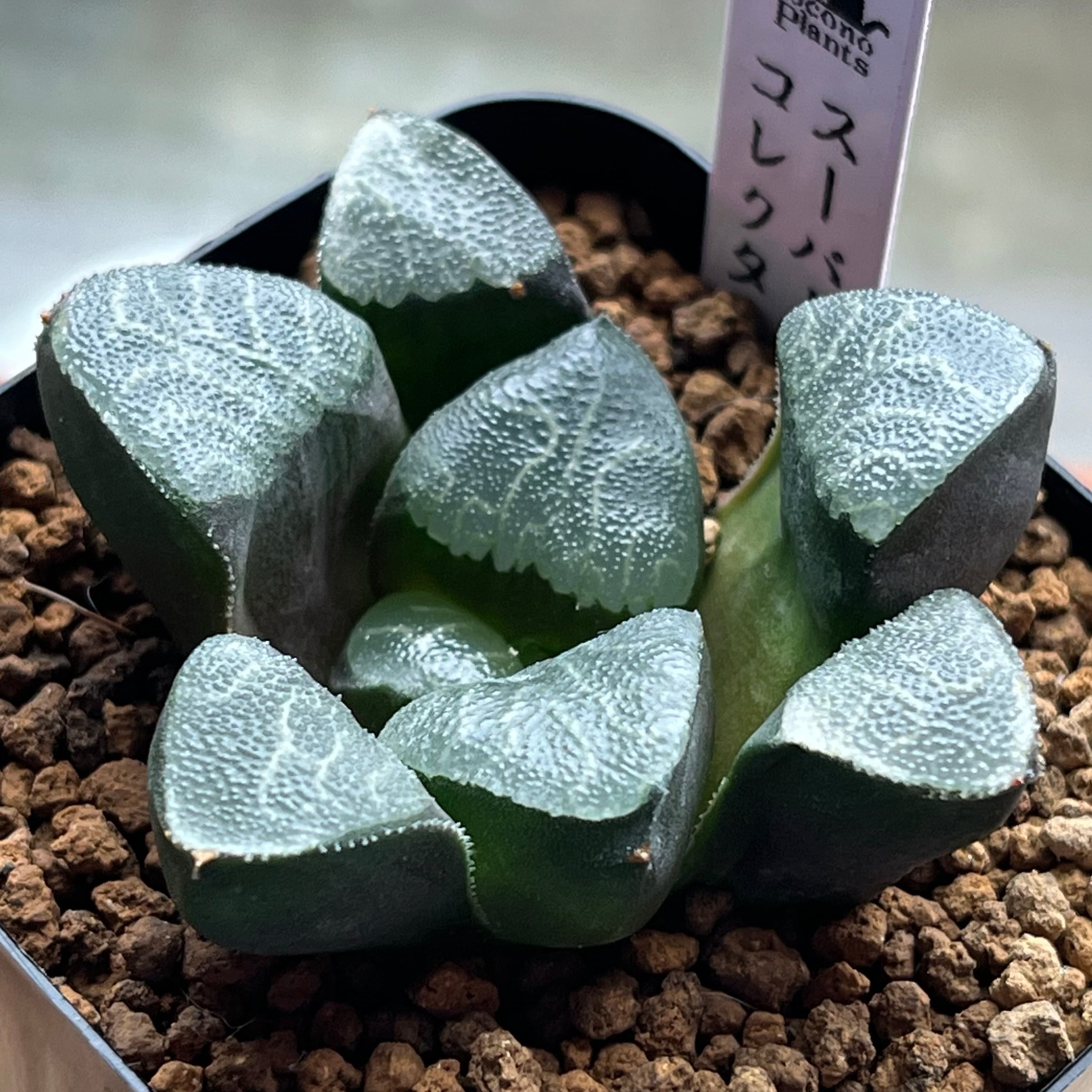 ハオルチア 白泉殿錦 | mocono_plants