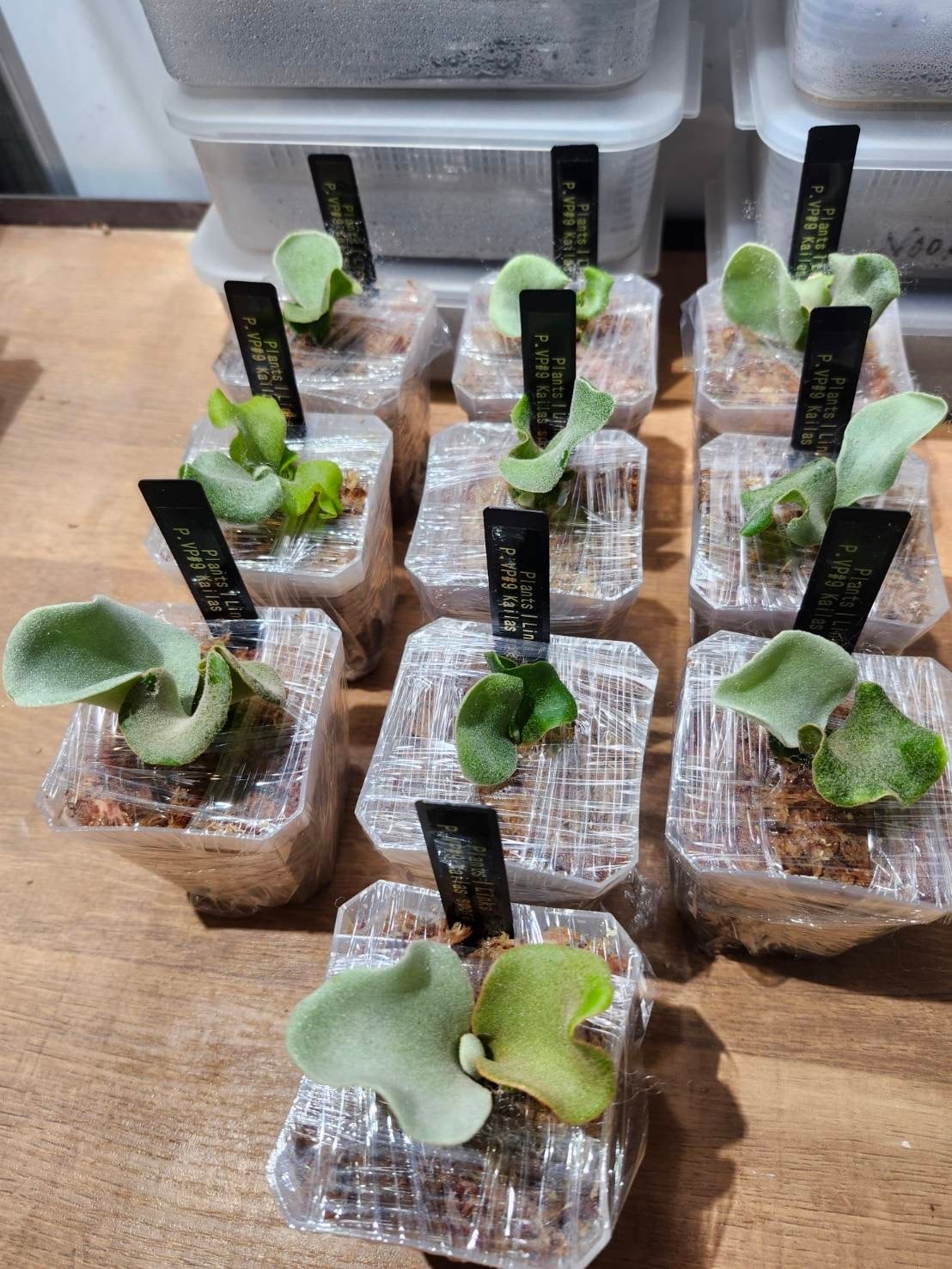 ビカクシダ】P.Kailas spore | Plants.Links