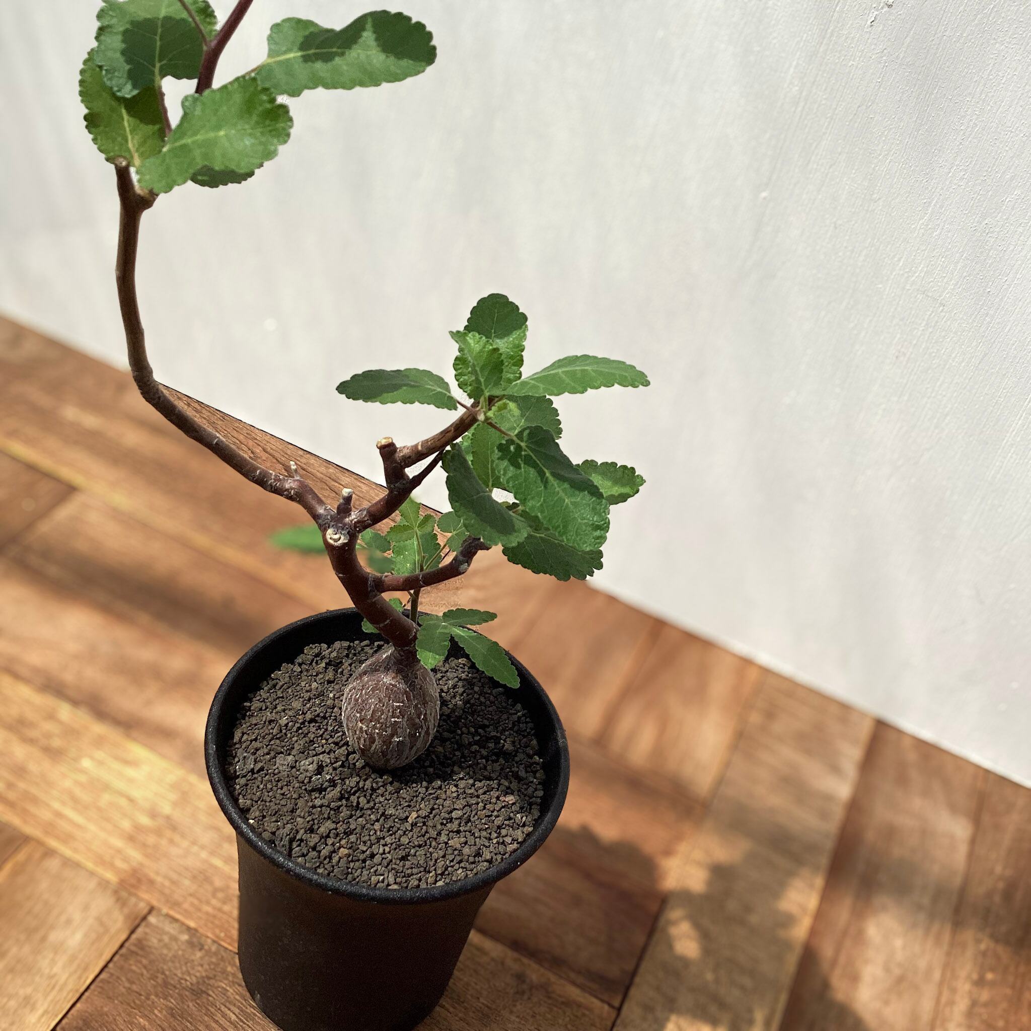 Bursera hindsiana【ブルセラ・ヒンドシアナ】 | RIMO'S GREEN