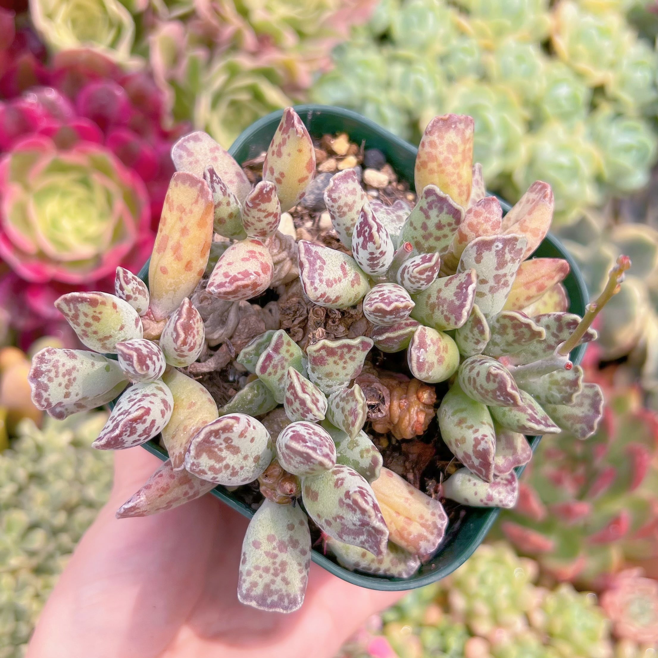 現物　アザラシ#F050　るる農園