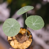 Stephania kaweesakii / ステファニア カウィーサキー