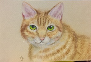 猫 色鉛筆画 「とらねこ」