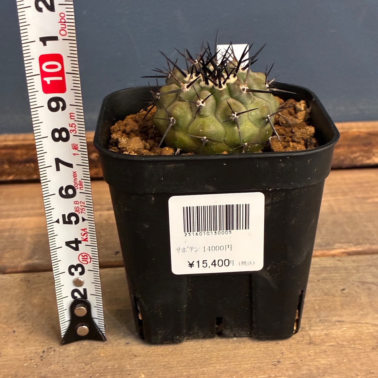 【Copiapoa】サボテン　コピアポア　黒王丸実生【755】