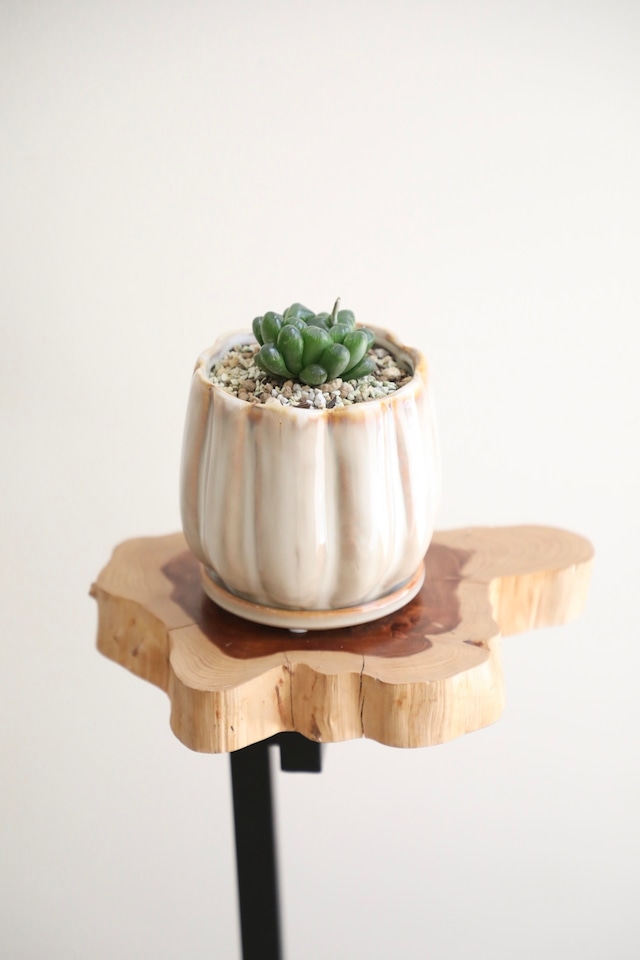 【S】ハオルチア 玉露/Haworthia ※陶器鉢付き