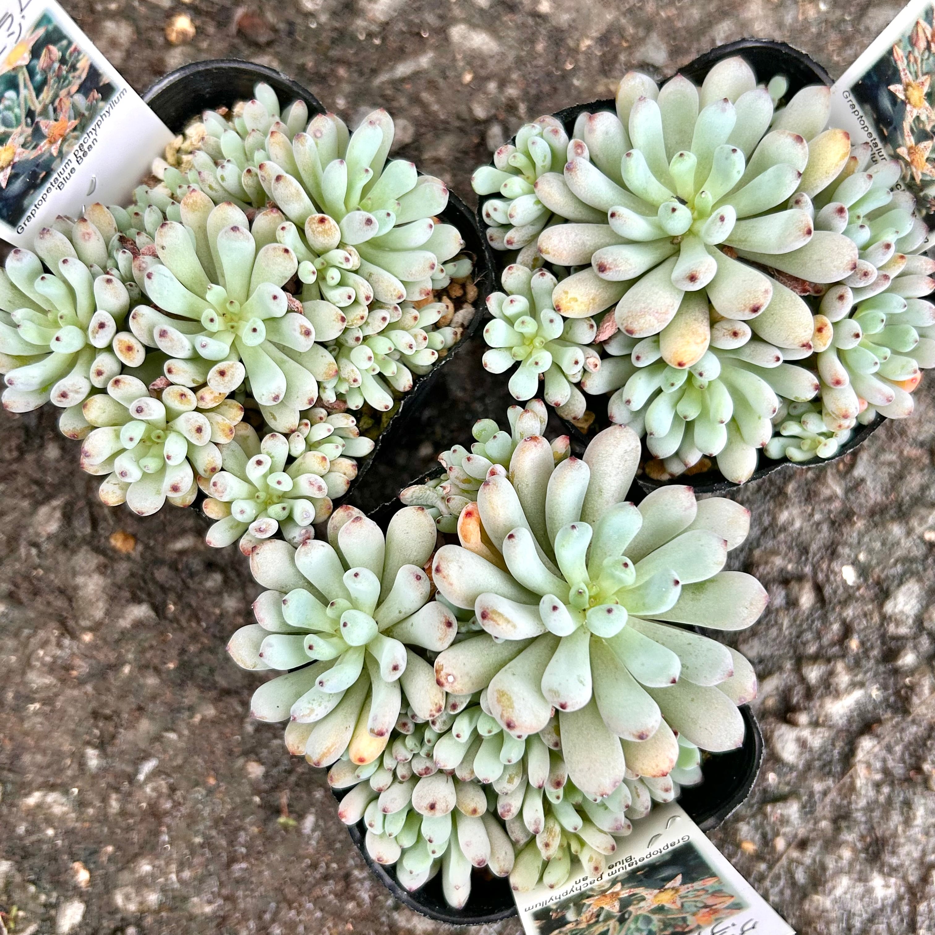 RuPo 多肉植物専門店