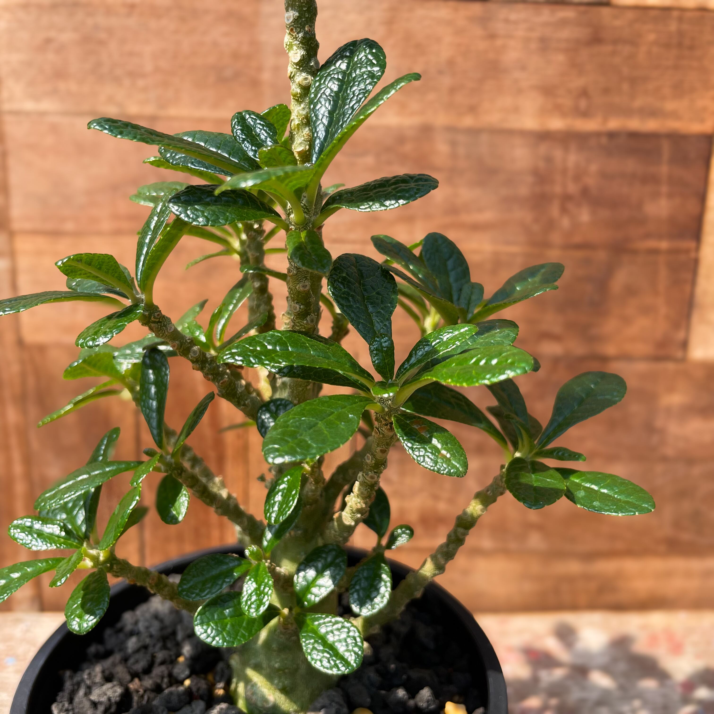 o66 ドルステニア ギガス 塊根植物 Dorstenia gigas o66 ドルステニア ギガス 塊根植物 Dorstenia gigas