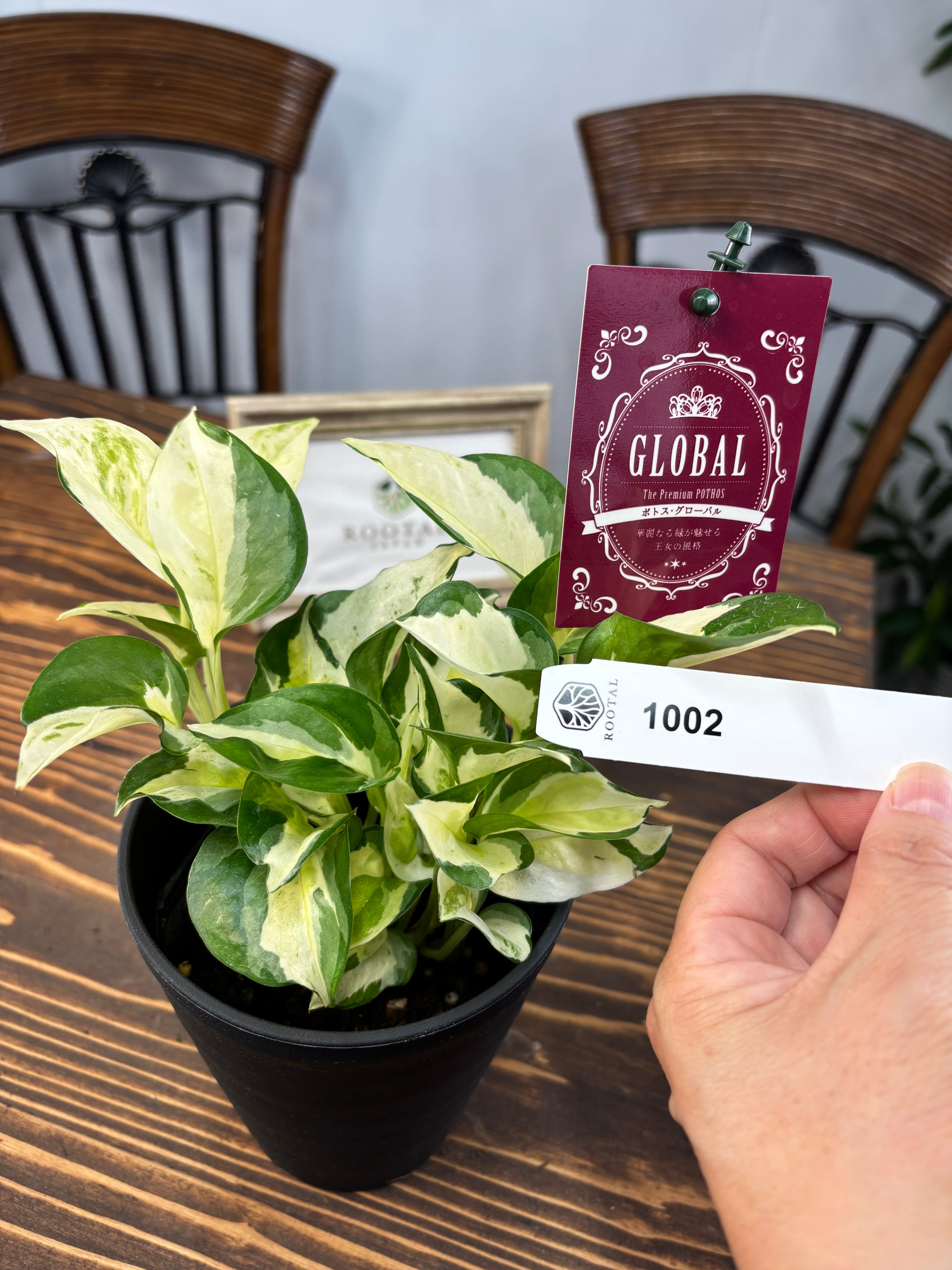 ★★1002【極上の美しさ】加藤農園 グローバル 4号鉢