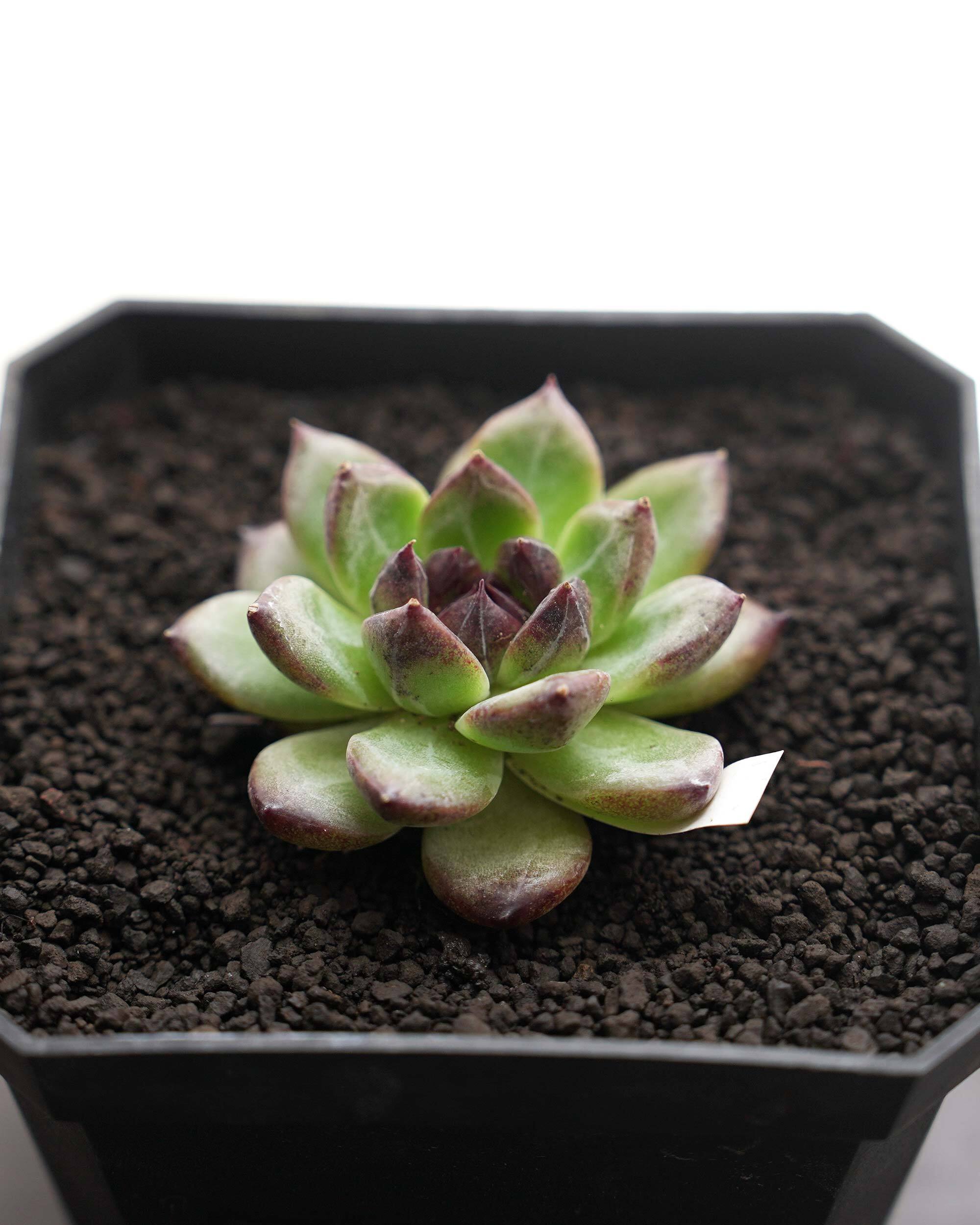 レア種・新品種 | PUKUBOOK SUCCULENTS