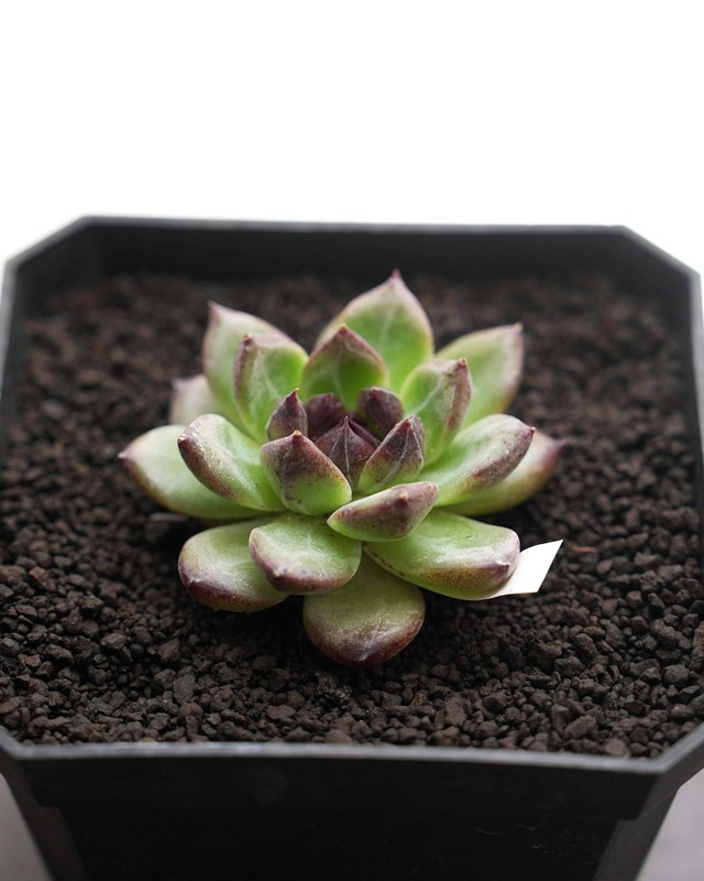 カット苗 ブラックモンロー Echeveria 'Black Monroe'