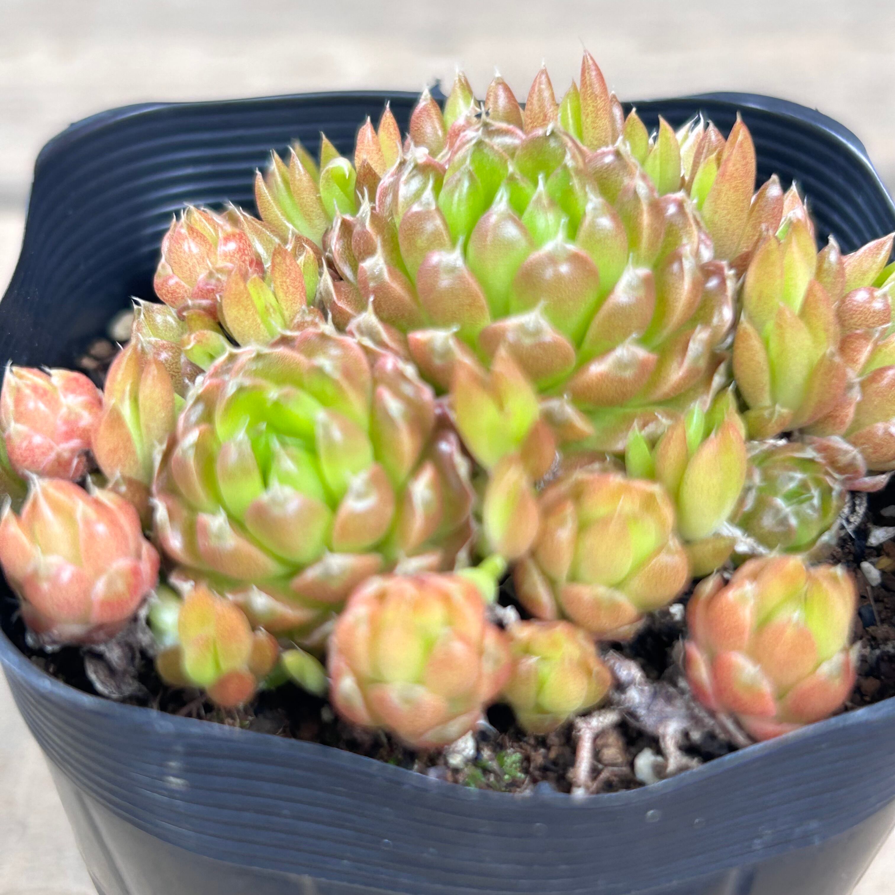 爪蓮華(ツメレンゲ) | RuPo 多肉植物専門店