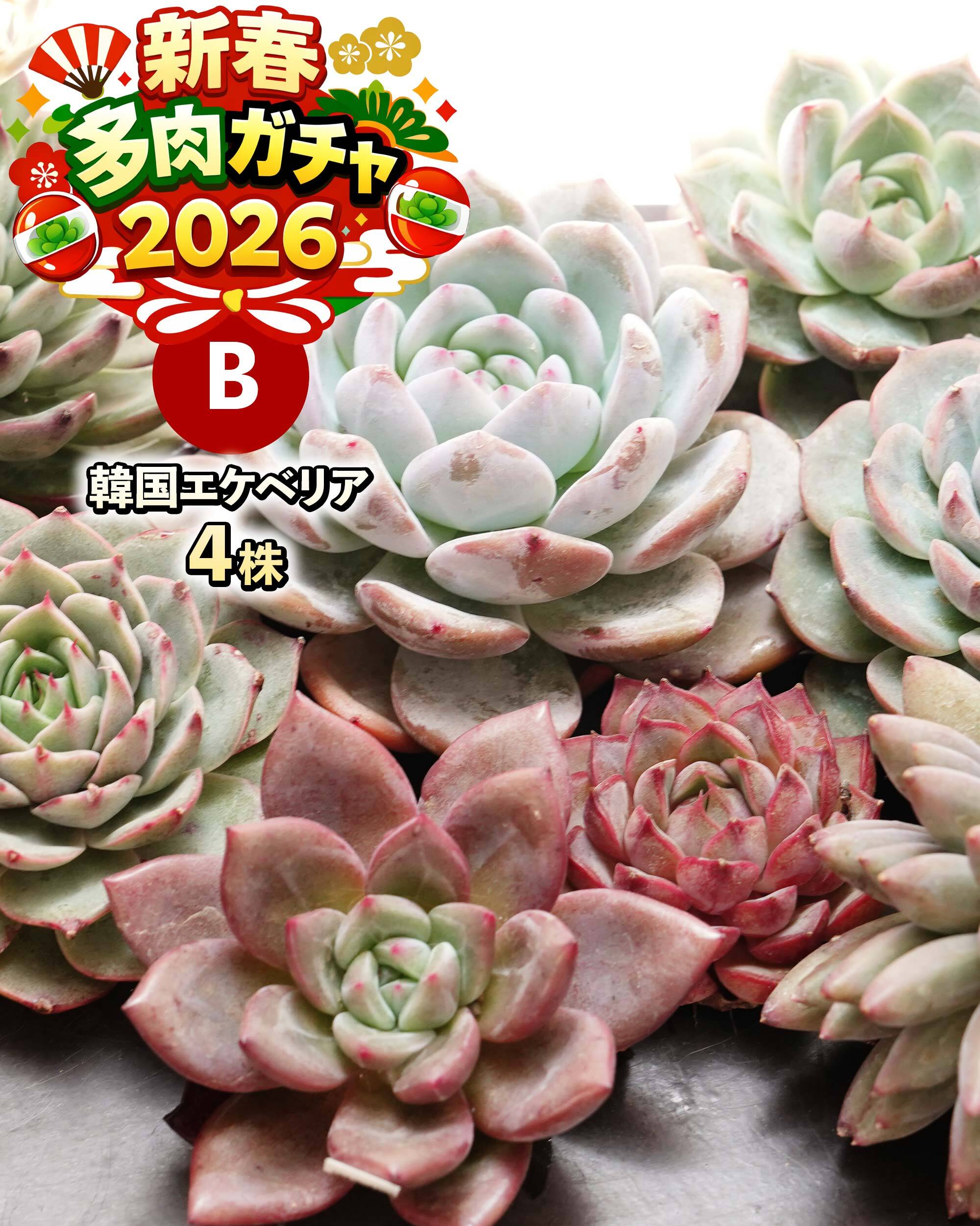日本初？うちにしかない？！ | PUKUBOOK SUCCULENTS