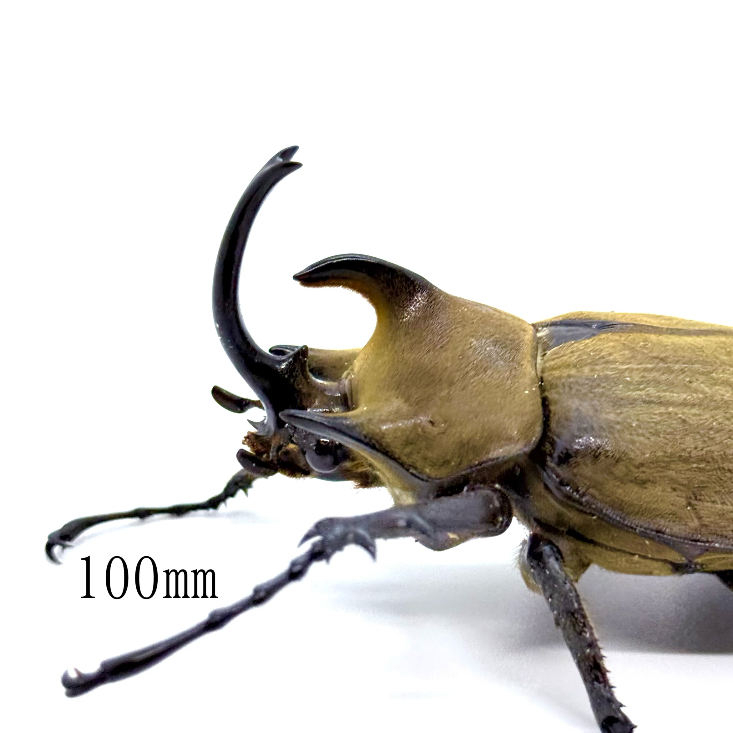100㎜ / 成虫 / オス&メスペア / ギアスポリオンゾウカブト