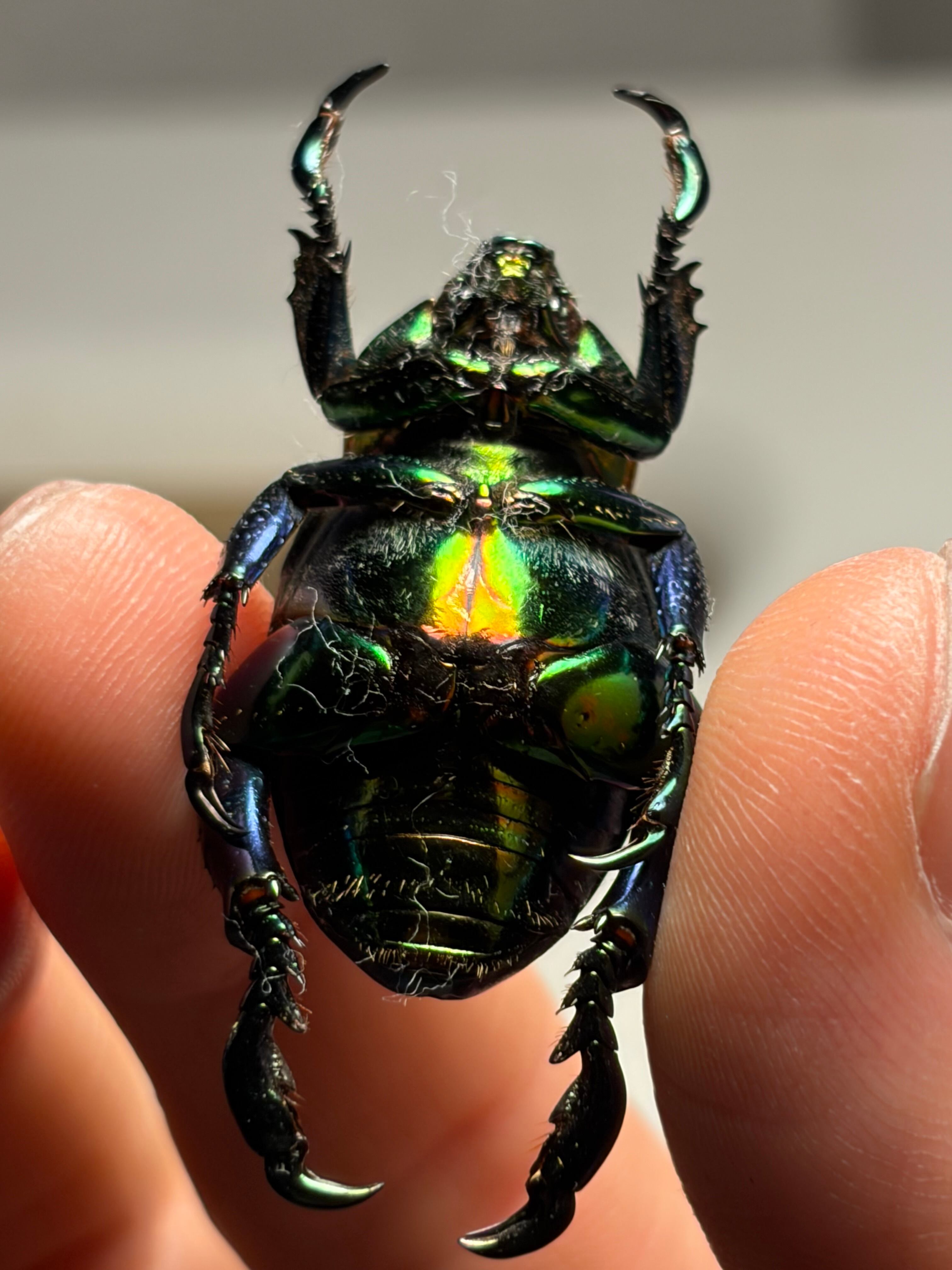 巨大32mm】Pelidnota burmeisteri 標本 プラチナコガネ ウグイスコガネ