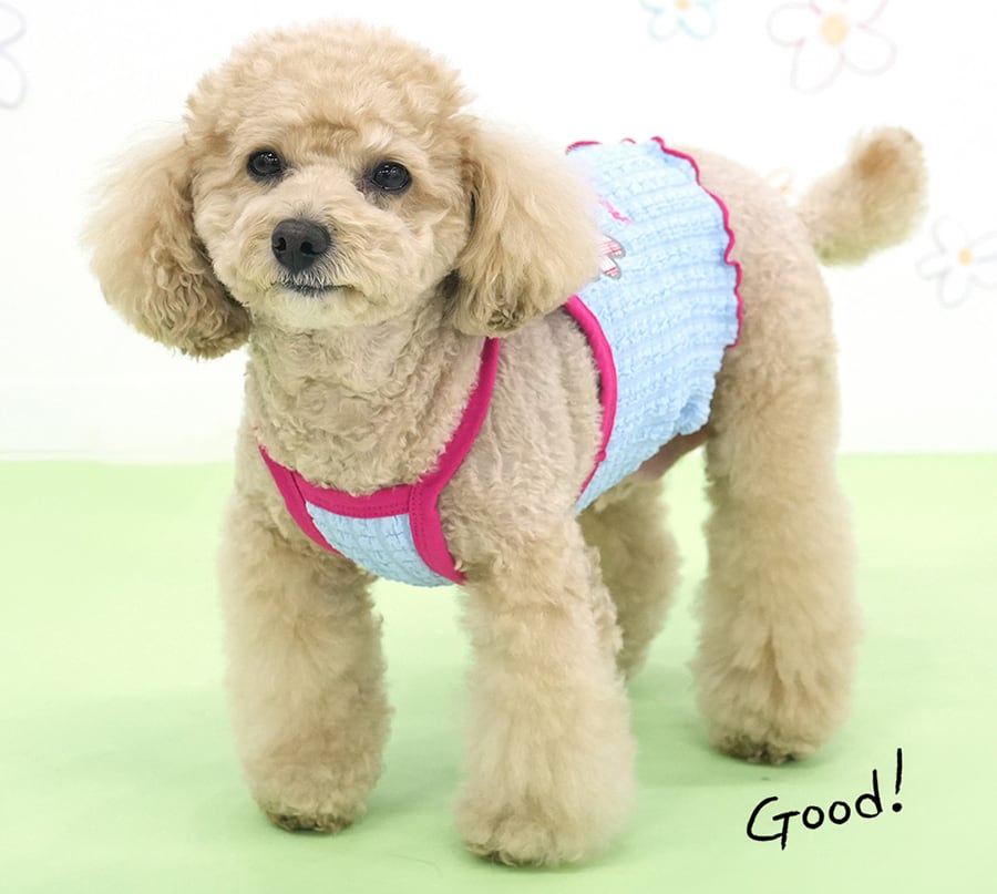 【予約商品5％OFF】triple flower bubble crop t-shirt S ~ XL 2color  /  犬服 春夏 新作 可愛い 犬の服 Tシャツ ショート丈 トップス crop top お揃い ドッグウェア 涼しい ストレッチ シンプル