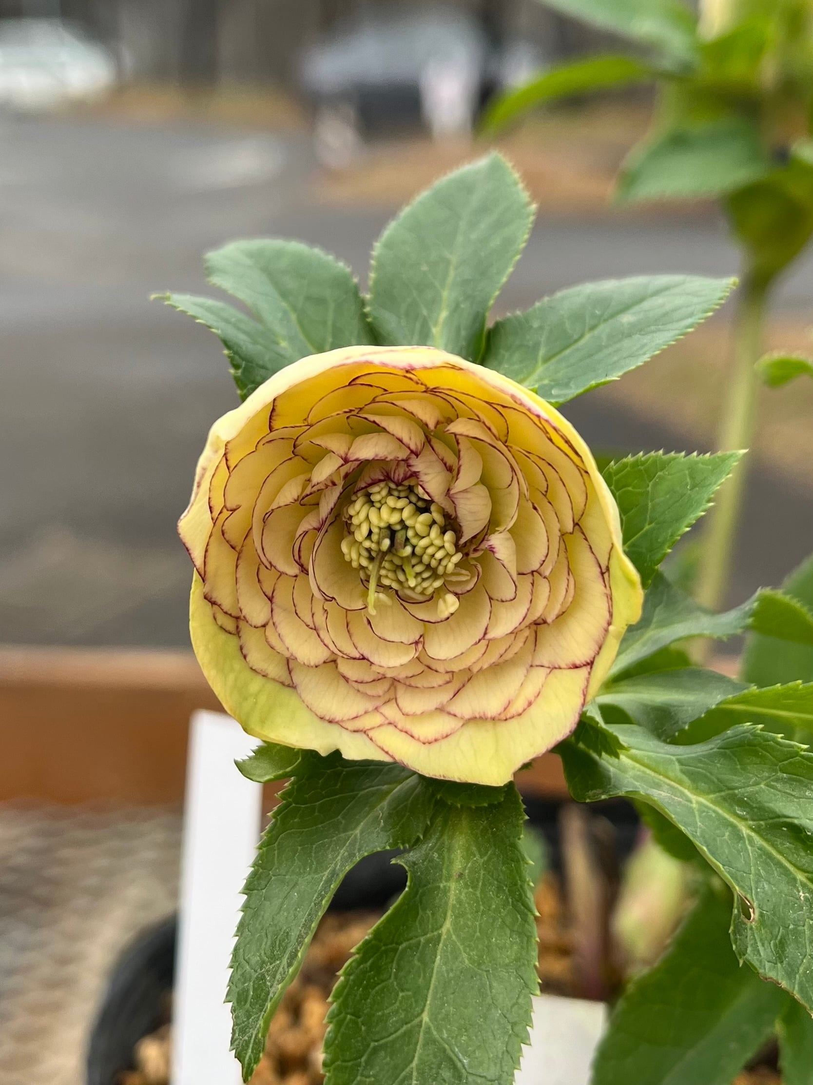 花 | あしかがフラワーパーク