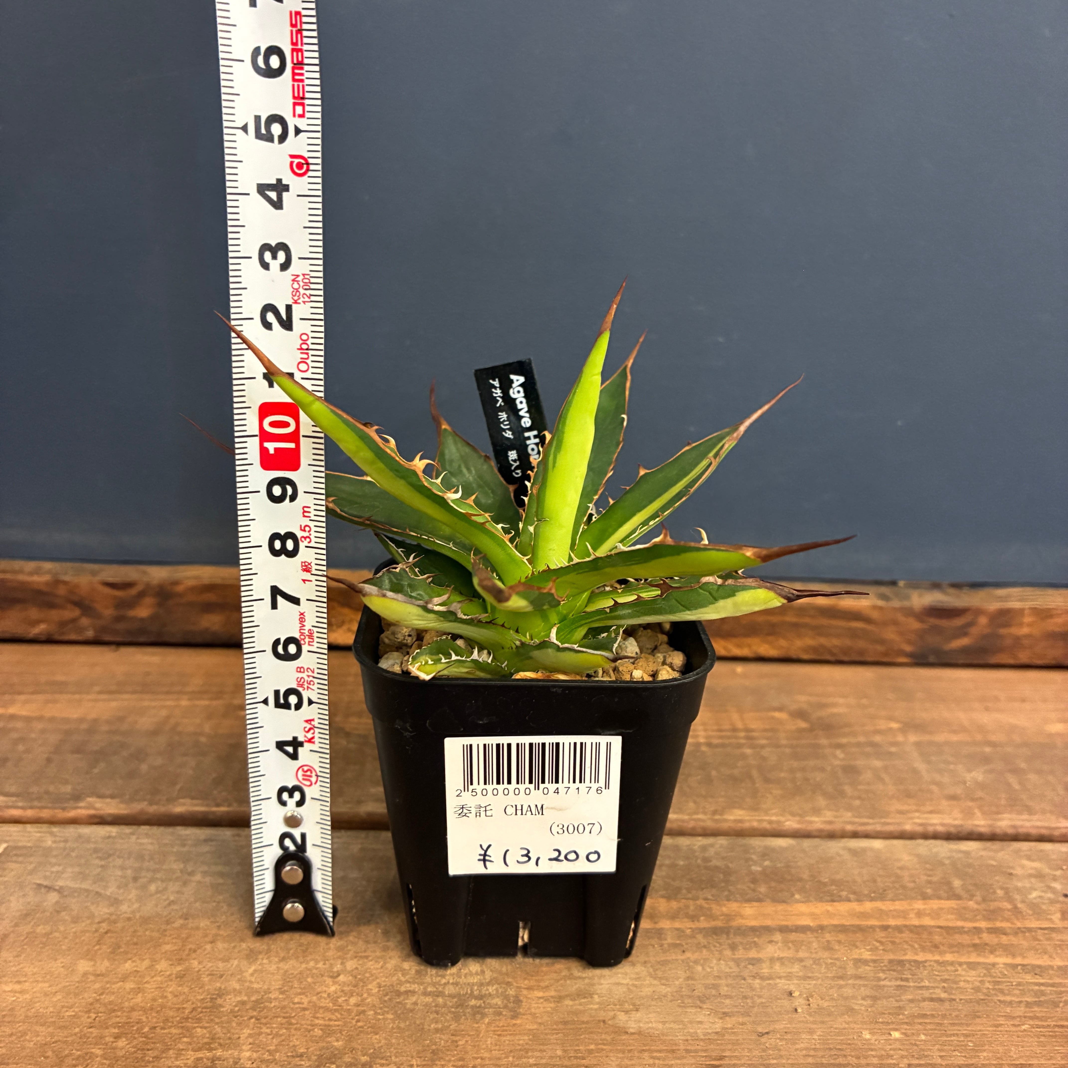 委) アガベ ホリダ 斑入り【258】 | PROTOLEAF プロトリーフ