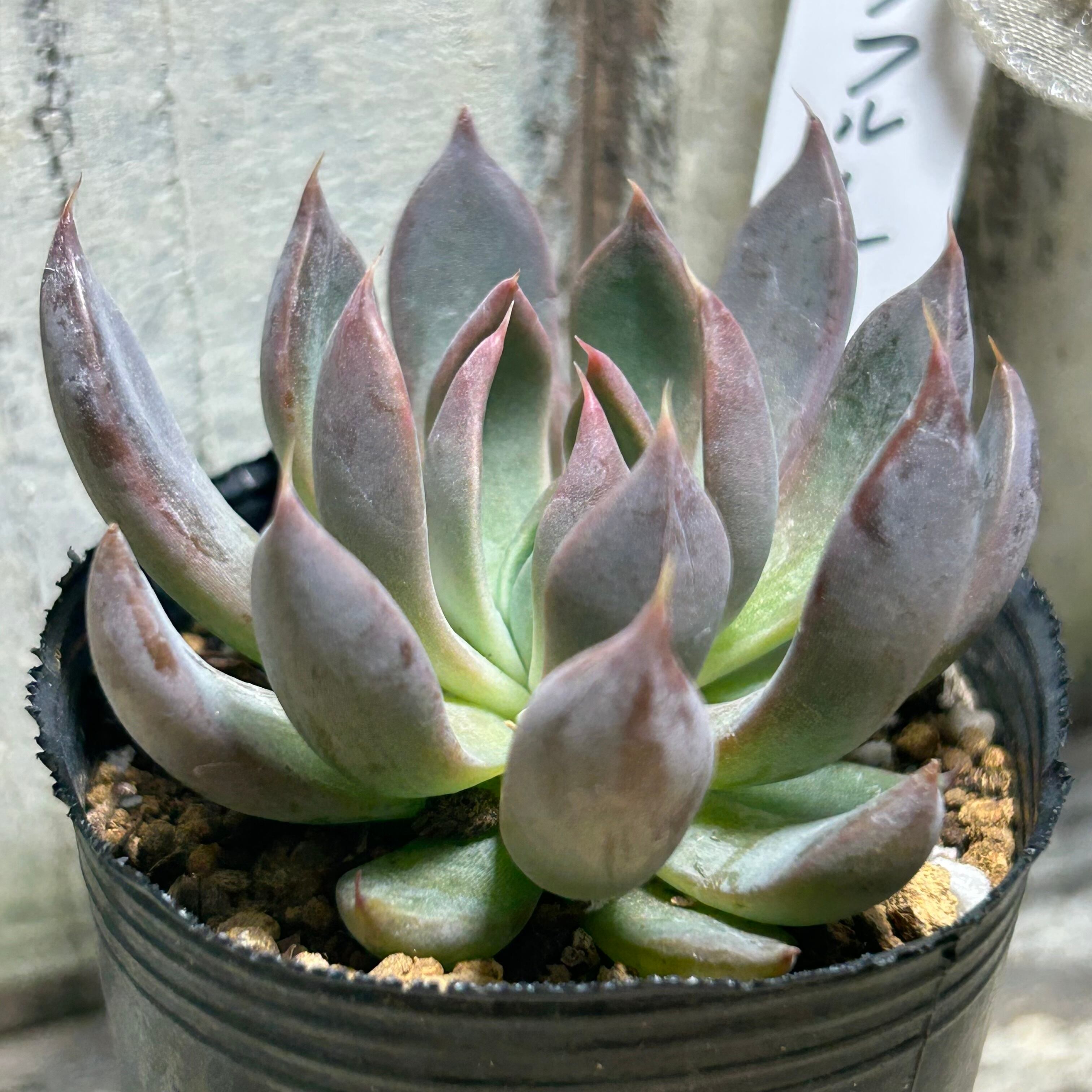 マジックフルート | RuPo 多肉植物専門店