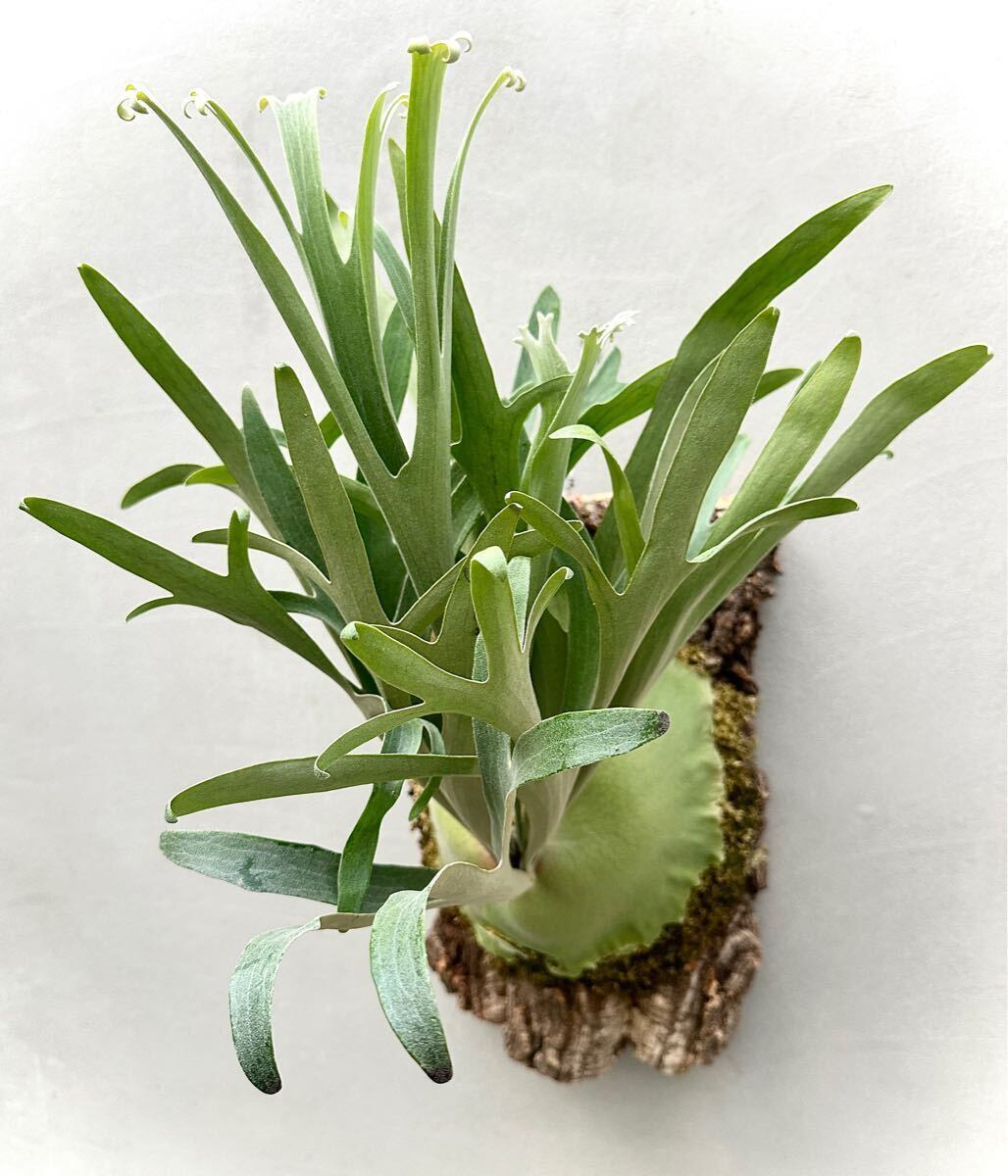 Platycerium_ビカクシダ | vandaka plants