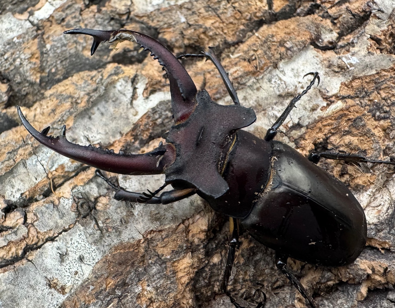 【WF3】《ドンミヤマ 63mm ペア》