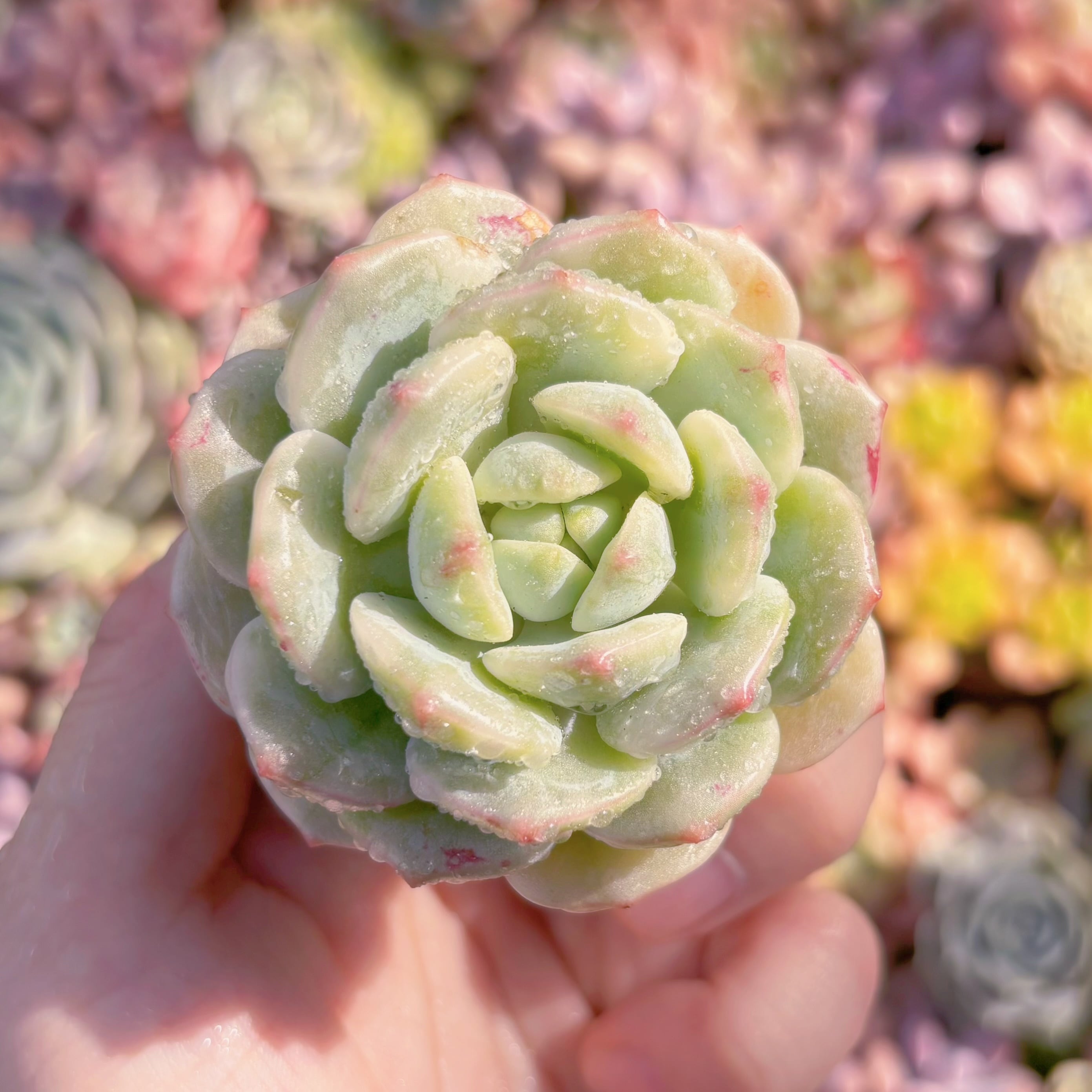 多肉植物　バニラビズ錦　新入荷　るる農園