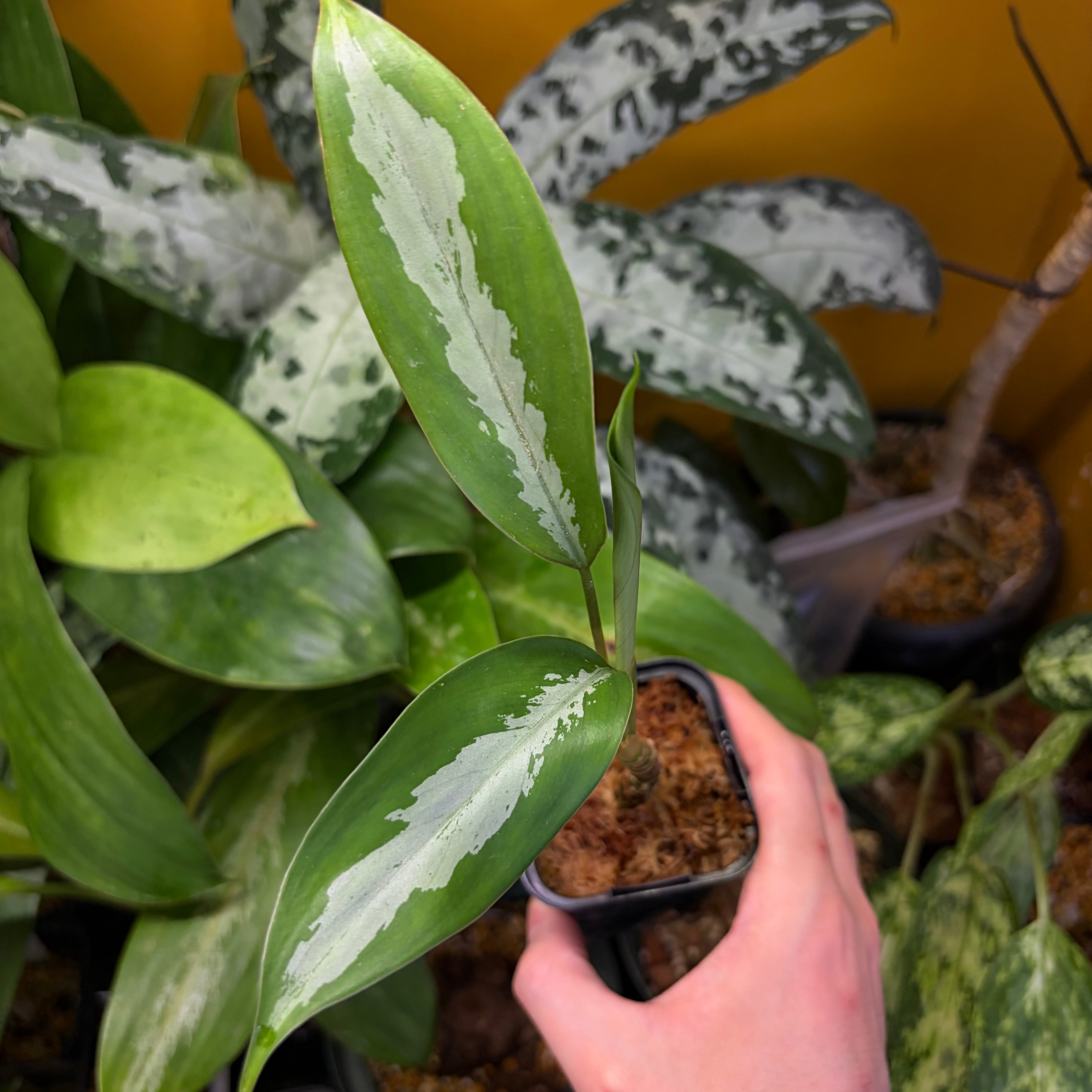 Aglaonema sp. Krabi 【ZOE0626-04t】 アグラオネマ | 熱帯雨林植物