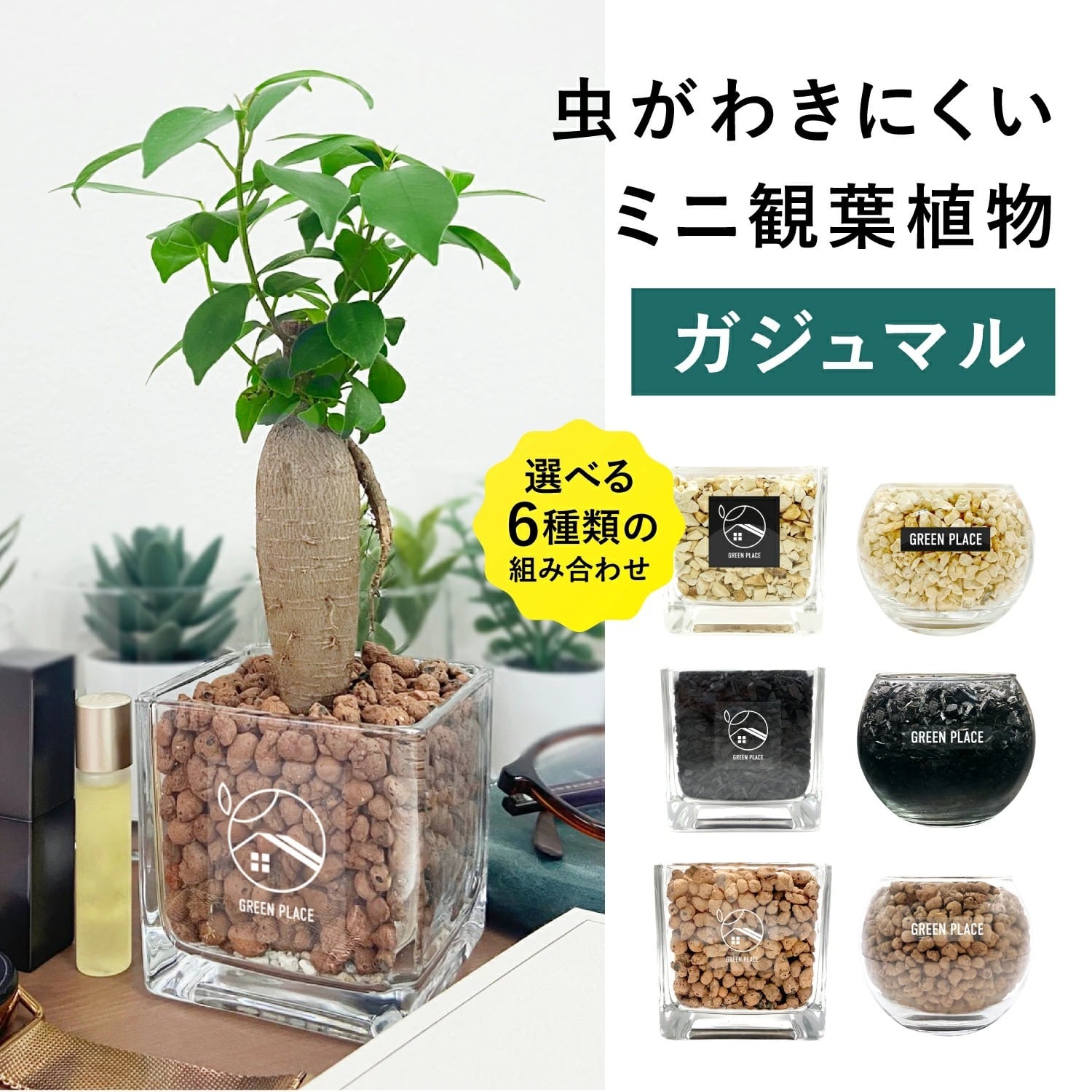 ガジュマル | GREEN PLACE