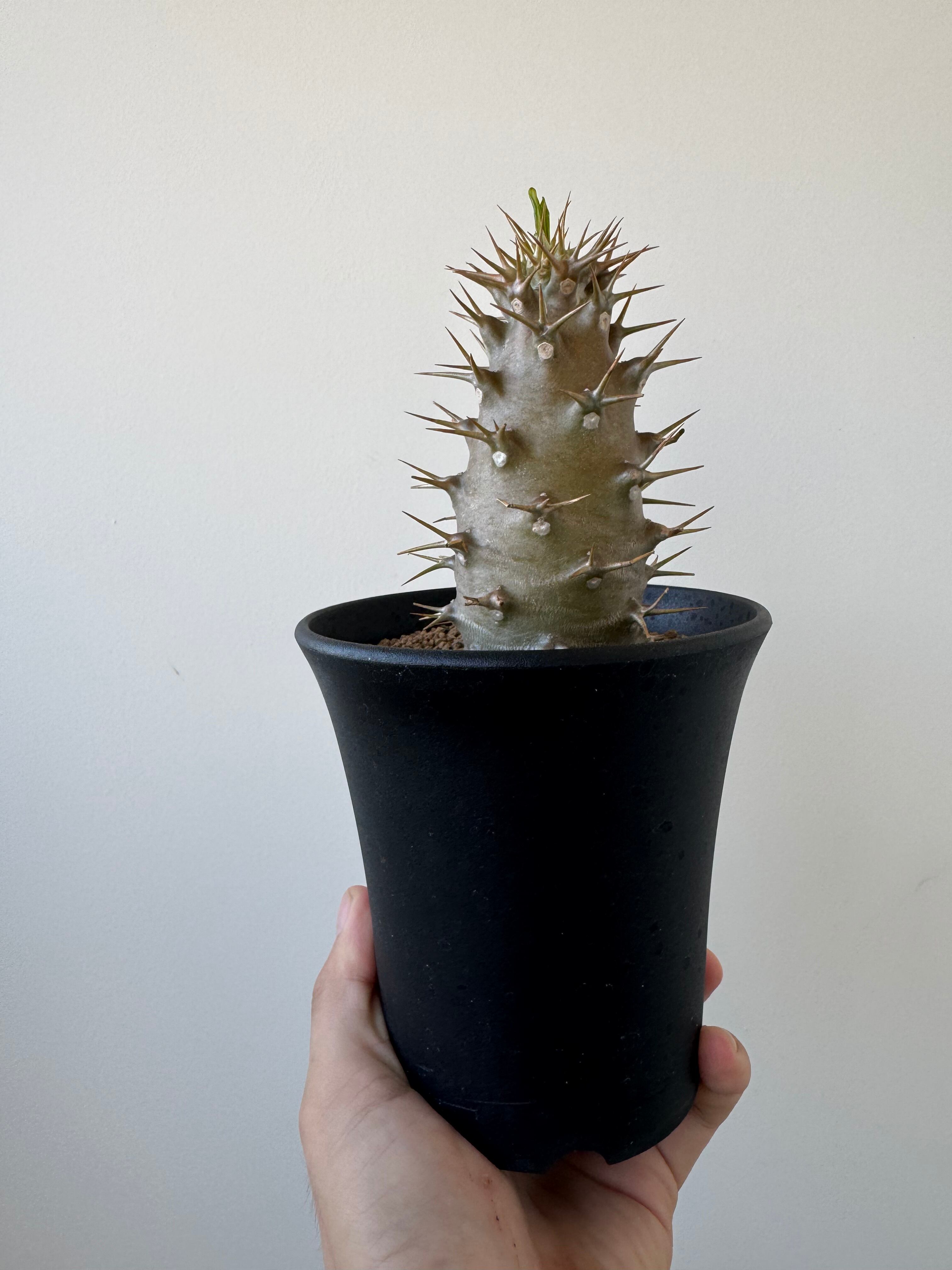 新着】Pachypodium ambongense【極太、棍棒のような激レア品種
