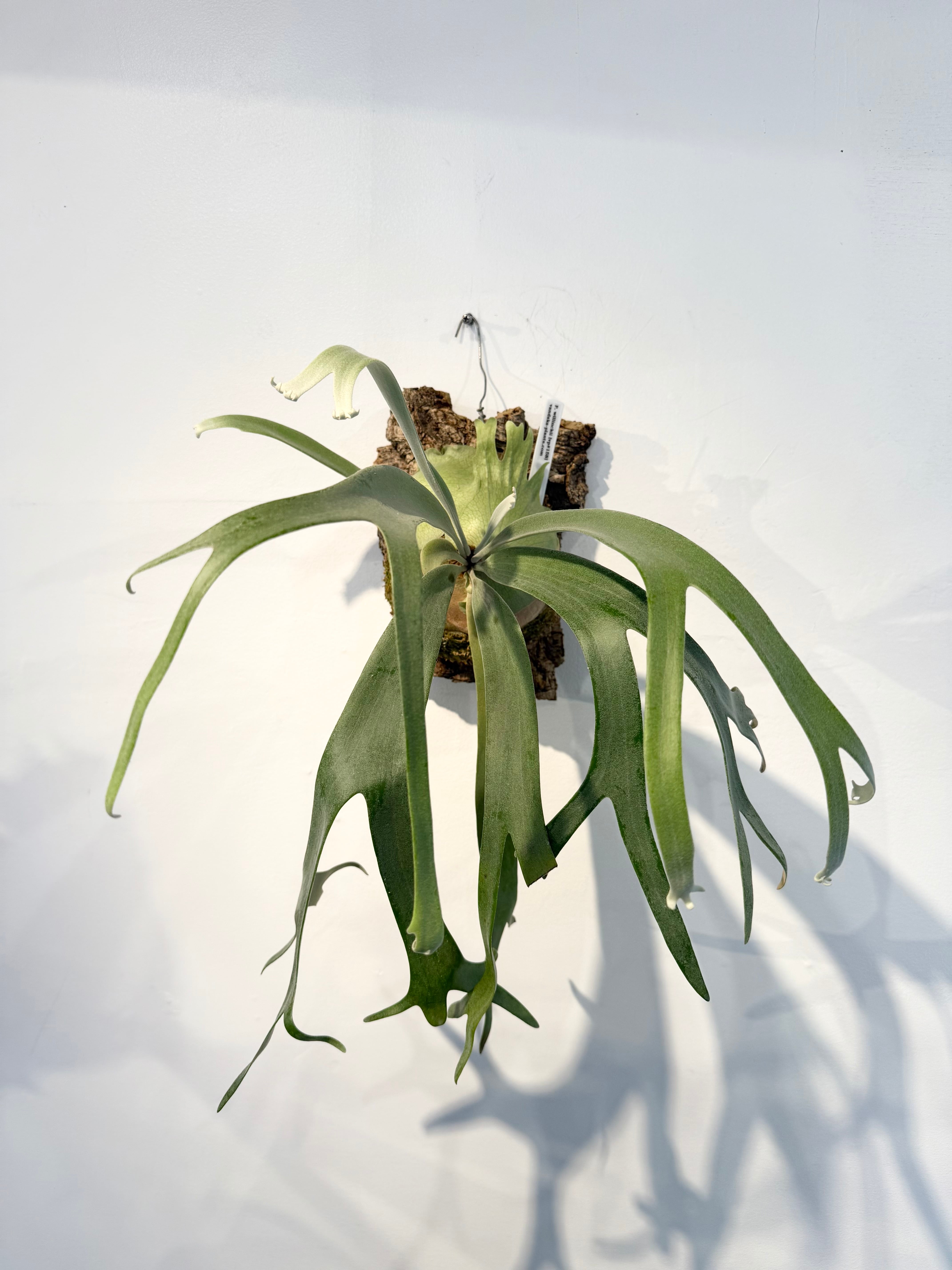 【nakaビカクシダまとめ商品】 vandaka plants