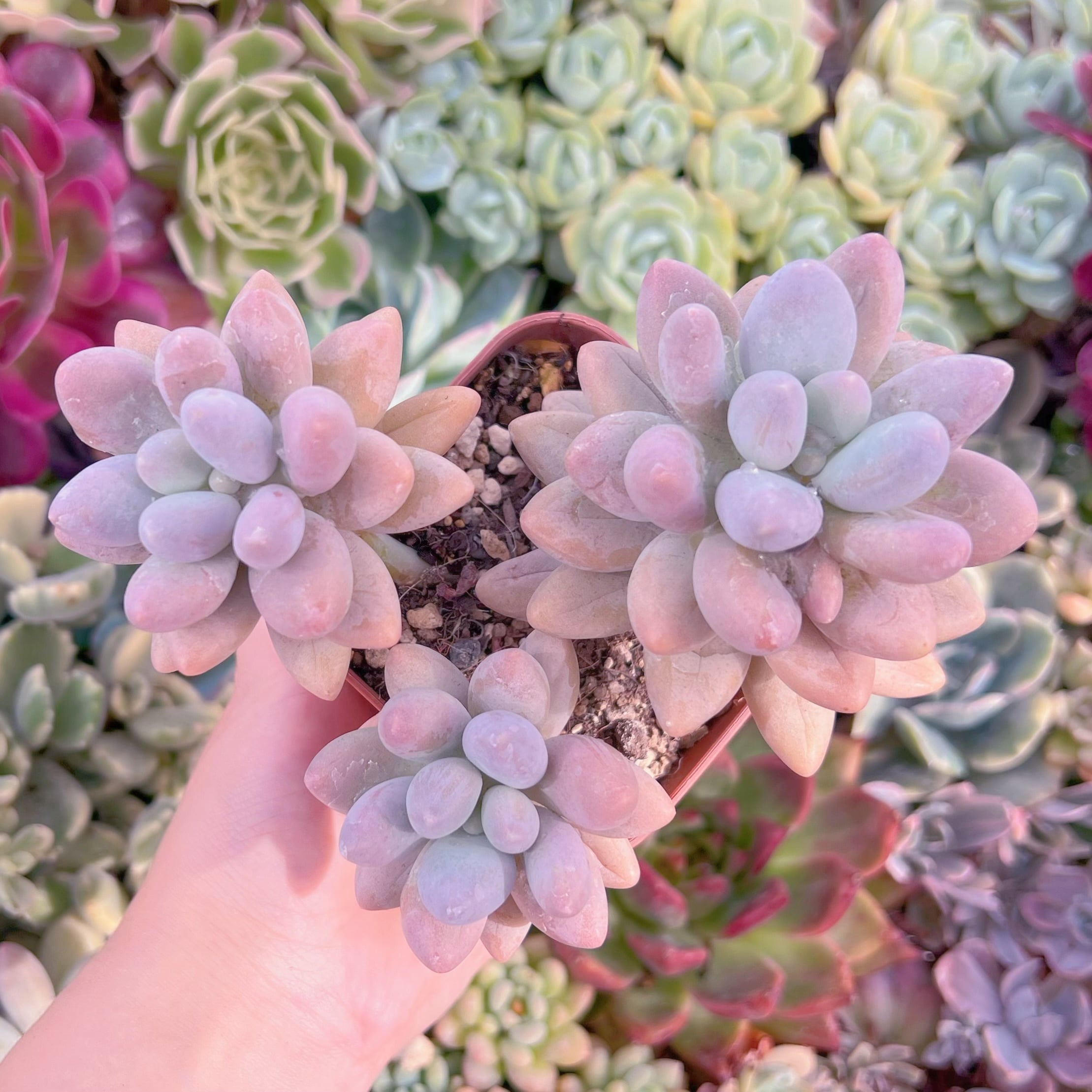 現品　タマゴチーズ#C44   大苗　るる農園