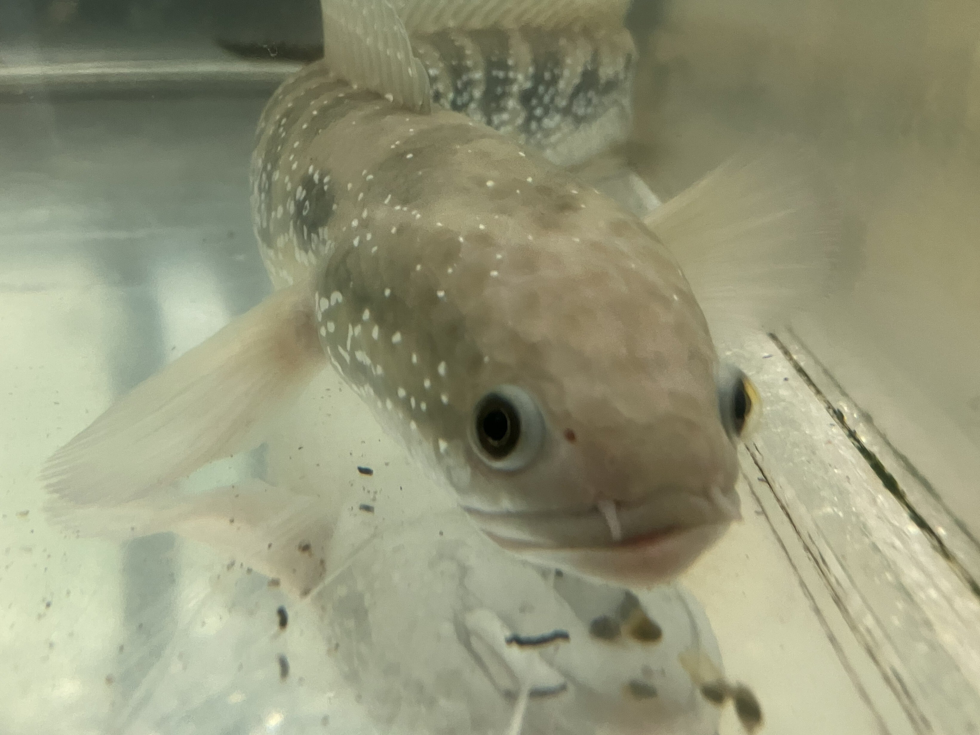 ホワイトスポットコウタイ 28cmぐらい 1匹セット | アクアショップ K.K