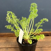 ペラルゴニウム アッペンディクラツム【199】