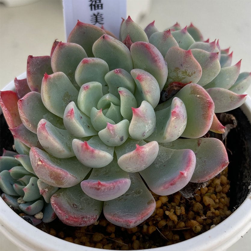 多肉植物 七福美尼 多肉植物 七福美尼 抜き苗(群生) - メルカリ