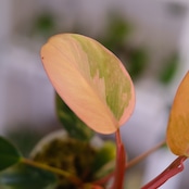 フィロデンドロン・レッドコンゴ / Philodendron Red Congo⑦