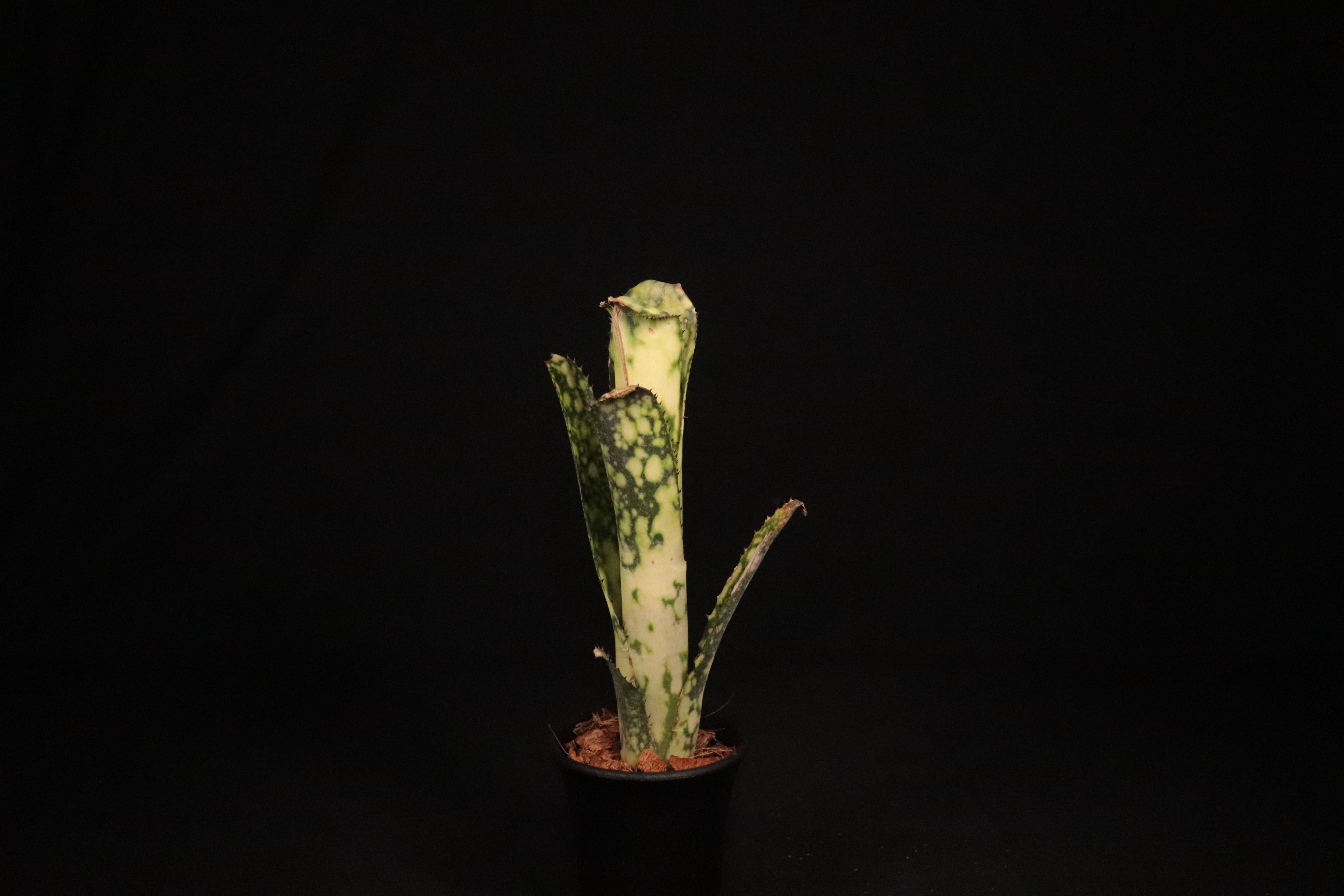 5779f9b7a26f76c10398681c1f2b37