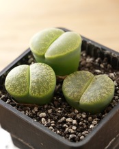 【PREMIUM】 鉢植え リトープス 緑紫勲 大玉3個セット Lithops lesliei var.rubrobrunnea