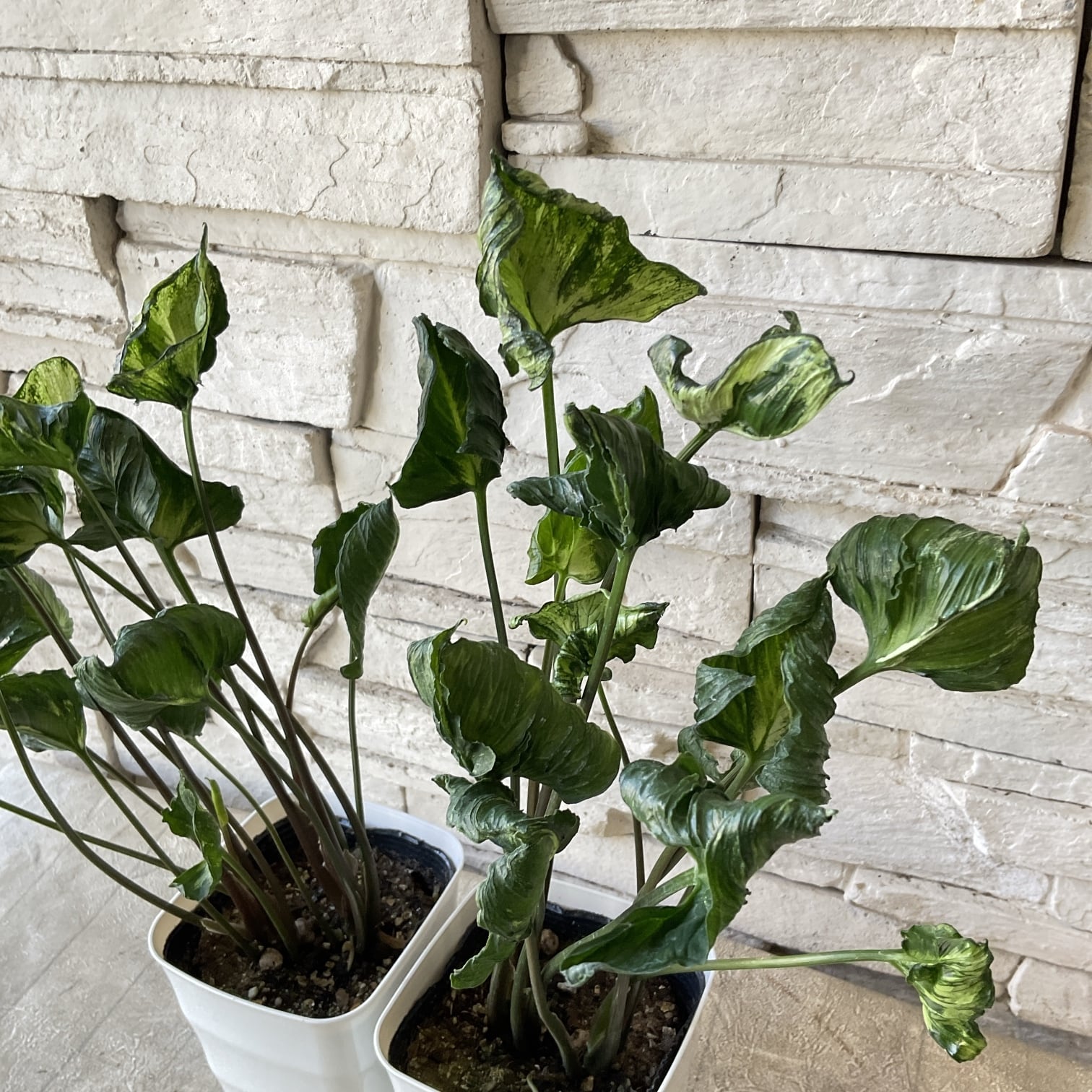 観葉植物】シンゴニウム ゴジラ 4寸鉢 | 橋本種苗園