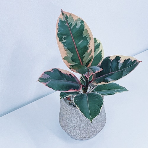 フィカス・ルビー Ficus elastica ‘Ruby'