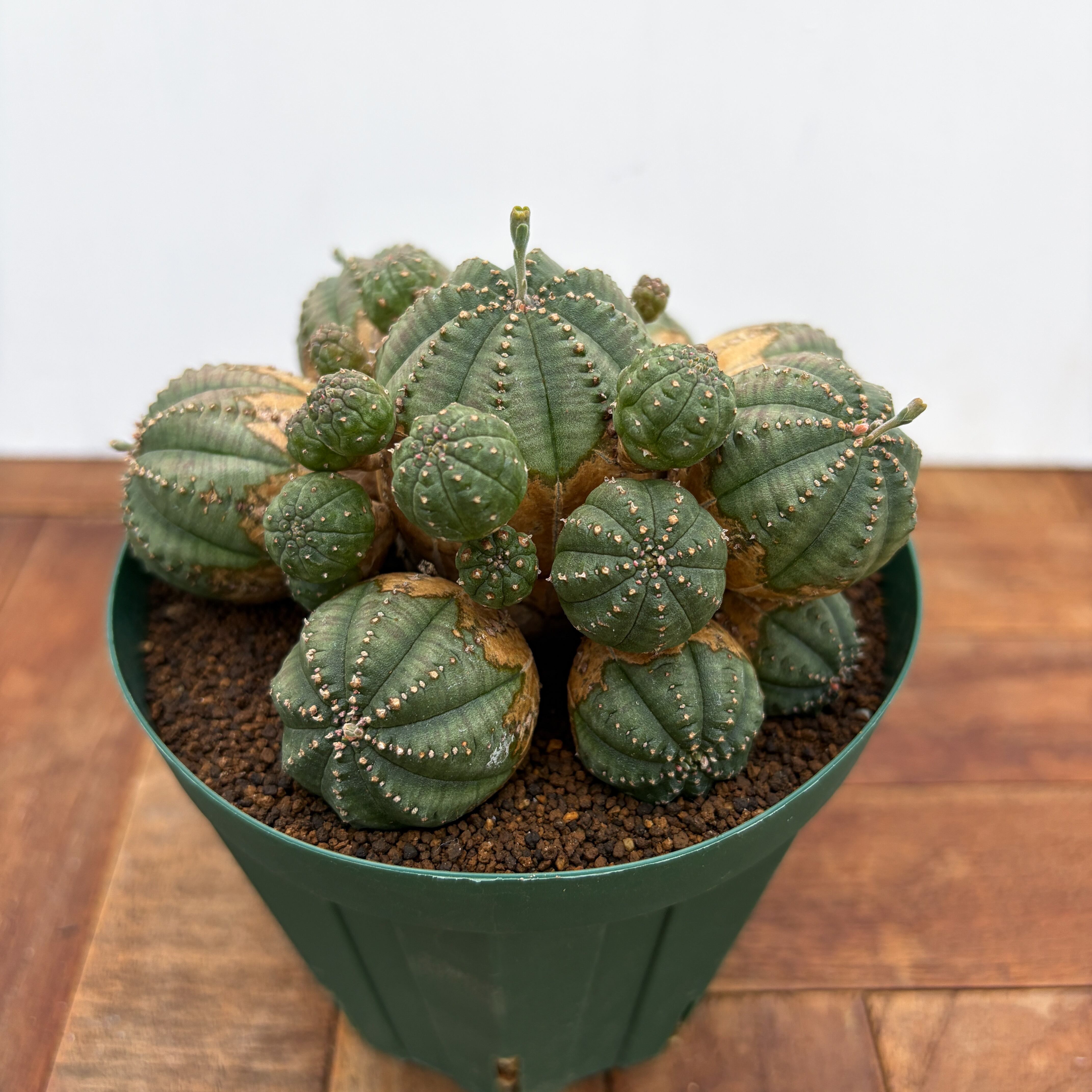 オベサ梵天　多頭株 Euphorbia obesa 'Bonten'【ユーフォルビア・オベサ梵天】 | RIMO'S