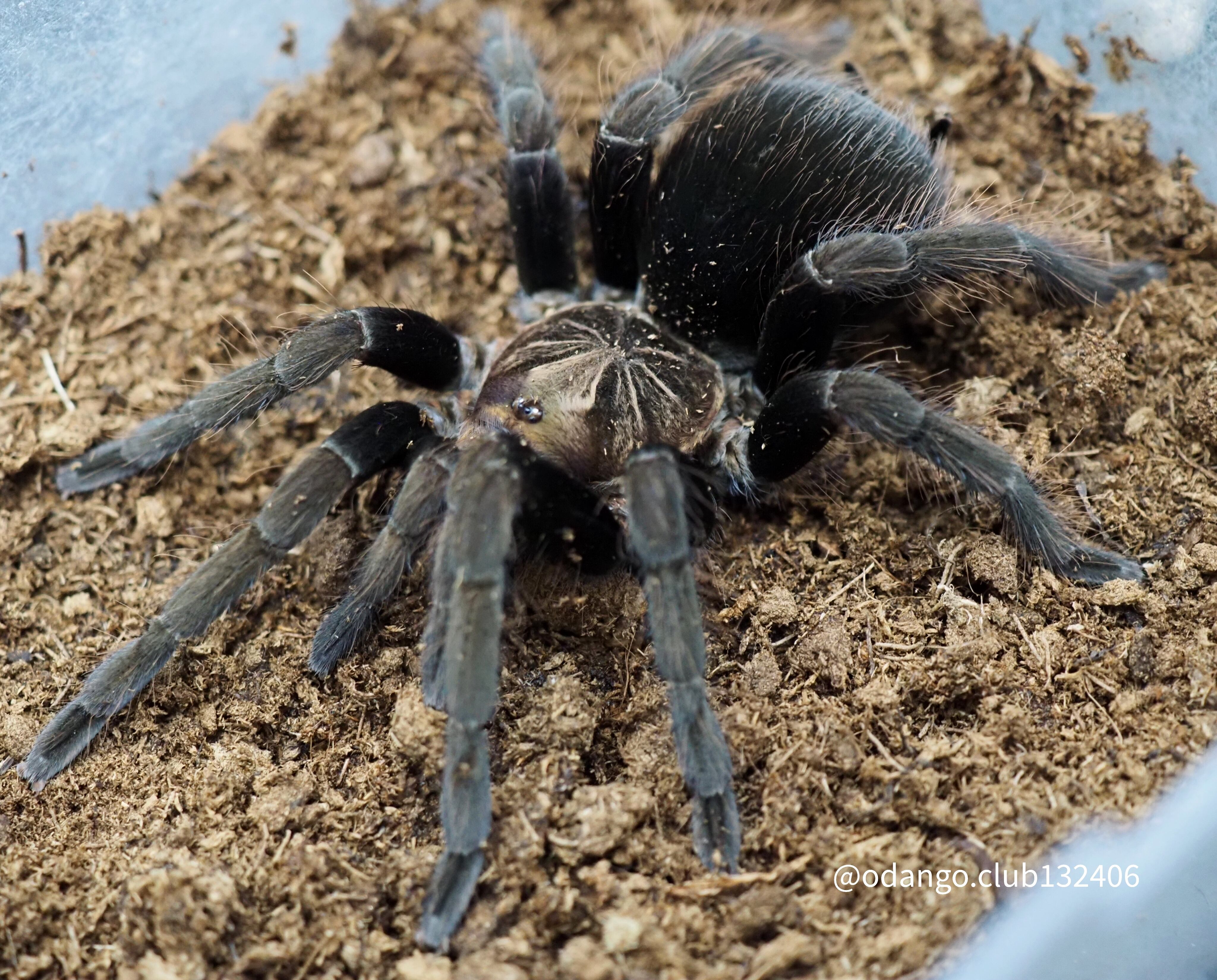 パイサバードイーター ♀ 1匹 タランチュラ | おだんごくらぶ
