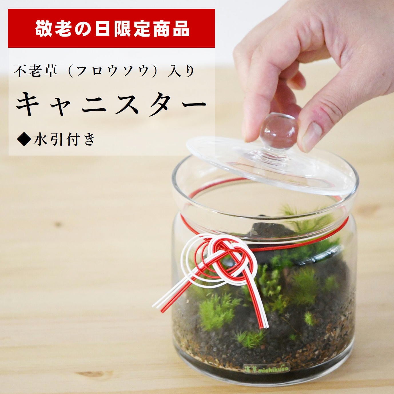 【敬老の日限定商品】苔景キャニスター◆フロウソウ(不老草)入り◆水引付き
