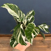 カラテア　ホワイトフュージョン【243】