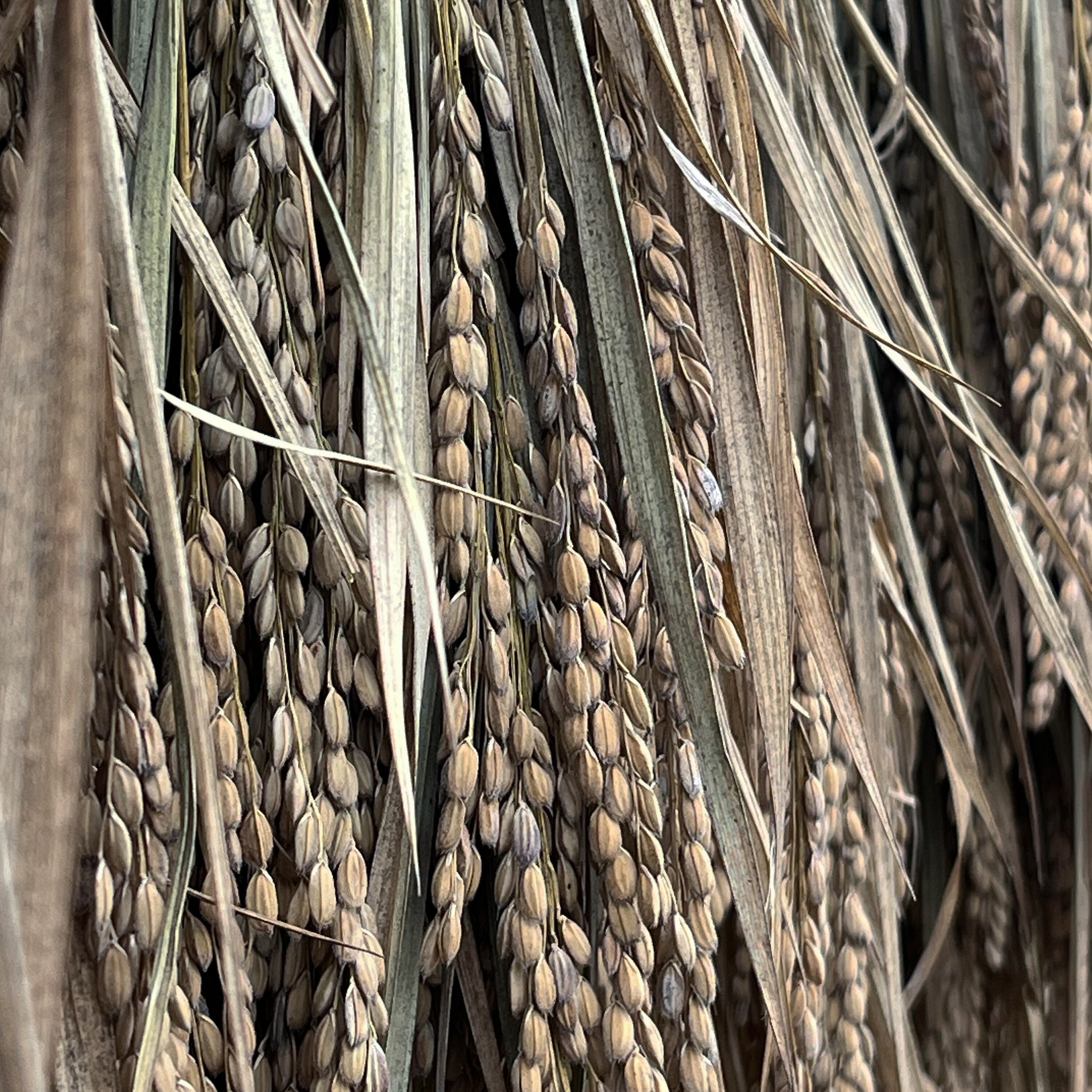 令和7年産 黒米 200g | Kasanogou online shop