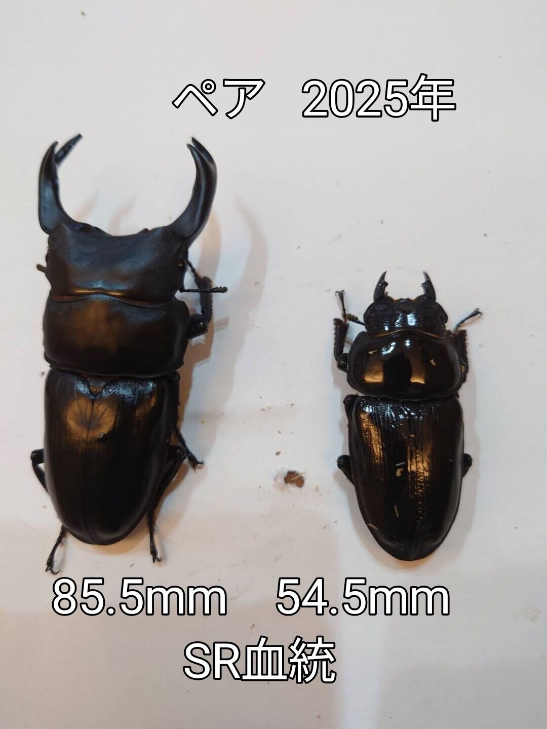 （クワ道楽） 能勢ＹＧ血統　単♂８７．４ｍｍ（ｙａｓｕｋｏｎｇ氏８７．６ｍｍ直仔） クワ道楽） 能勢ＹＧ 単♂８３．５ｍｍ \u203b８７．６ｍｍ同腹