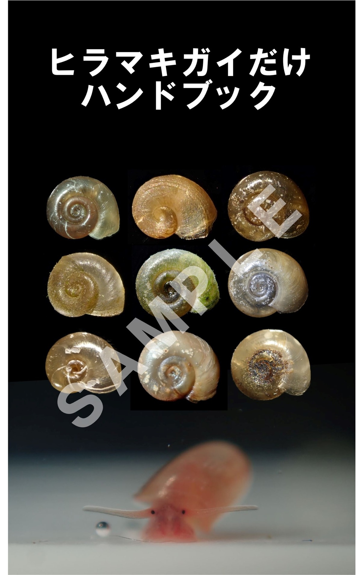 ヒラマキガイだけハンドブック まふゆのうじの生き物図鑑