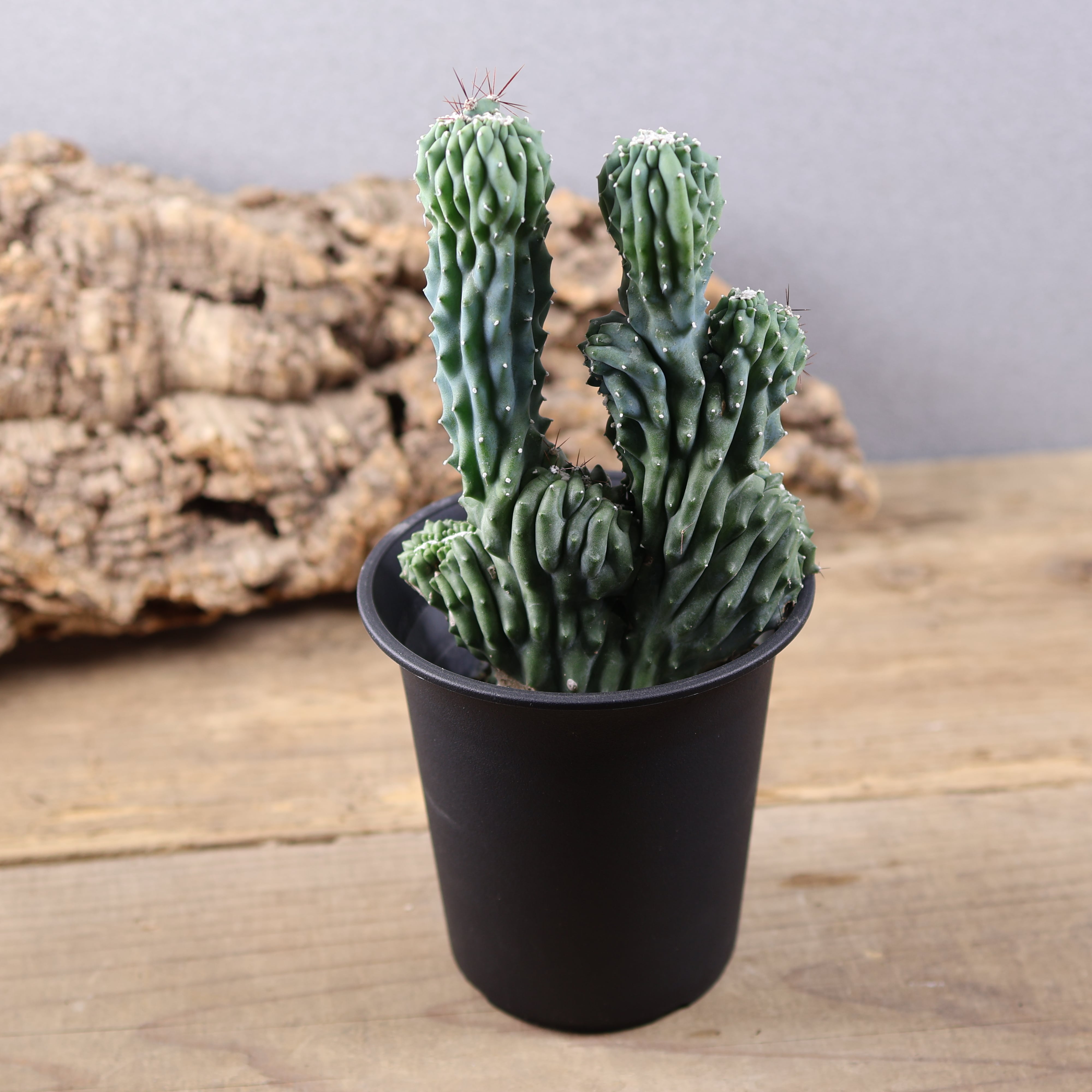 ALL ITEM | MARX PLANTS | 観葉植物・多肉植物・塊根植物
