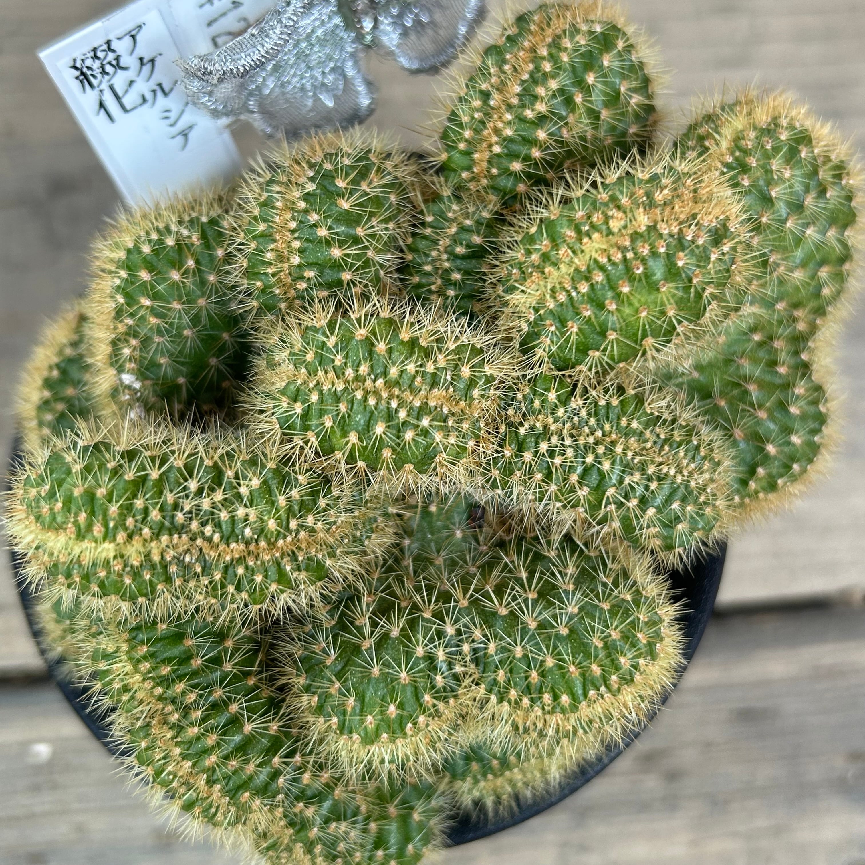 綴化　斑入り　Echinopsis 仔株付き　木質化　鉢のまま発送　サボテン 綴化 斑入り Echinopsis 仔株 木質化 鉢のまま サボテン 綴化 斑入り