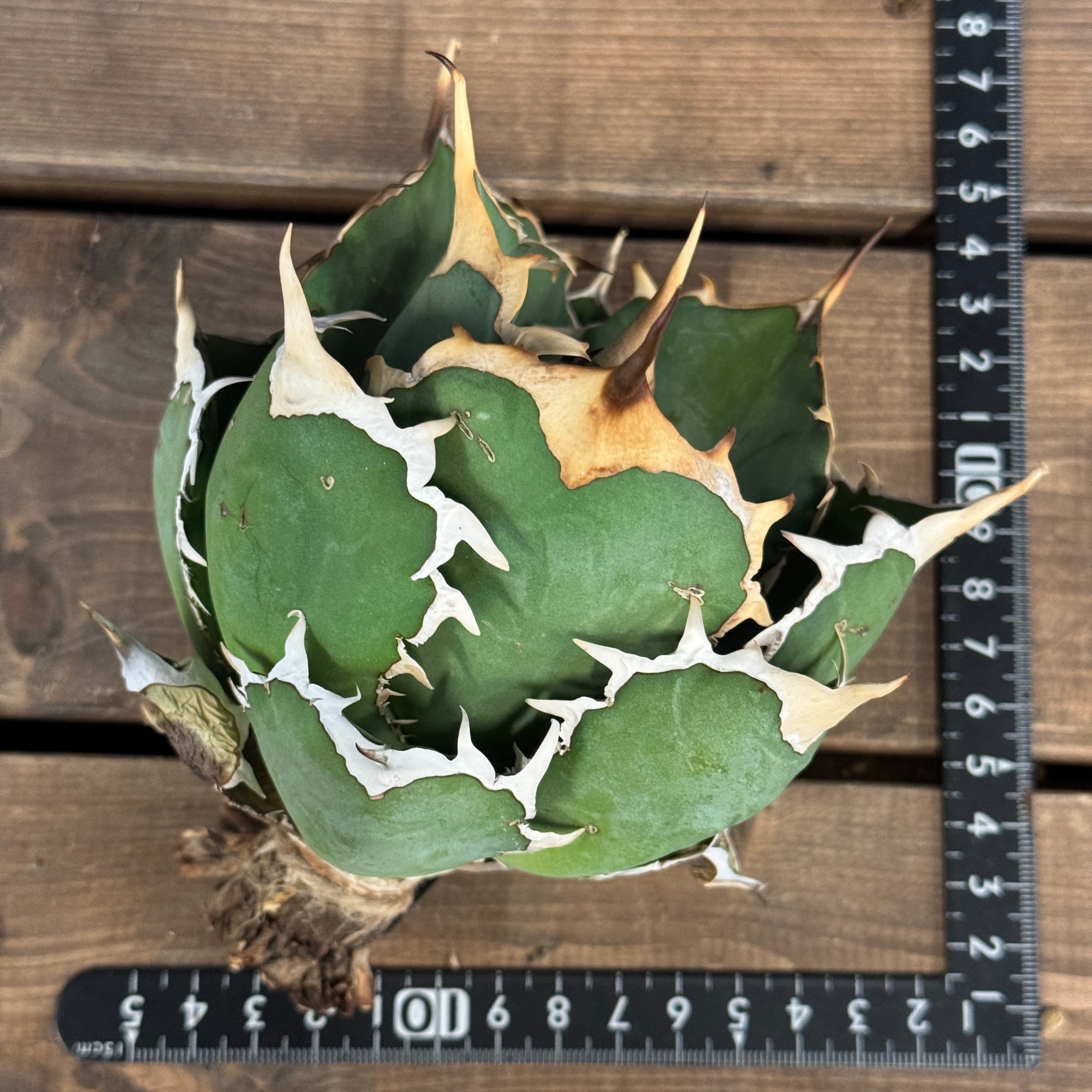 アガベ チタノタ ドラゴンクロー【978】 | PROTOLEAF プロトリーフ