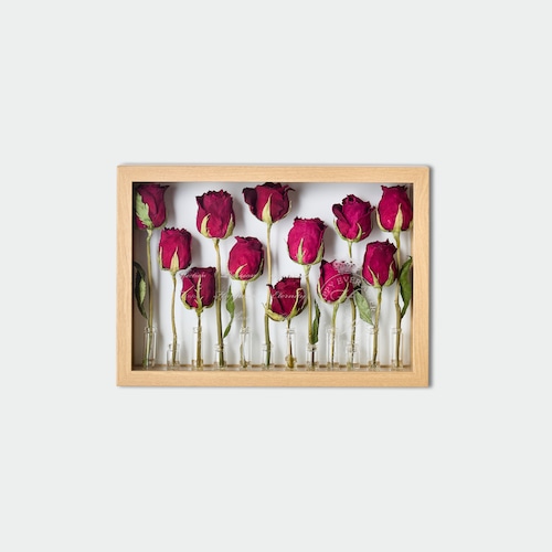 「赤バラDozen rose(12本のバラ)」の標本スタイル プロポーズ 『受注商品・ドライフラワー』 【送料無料】