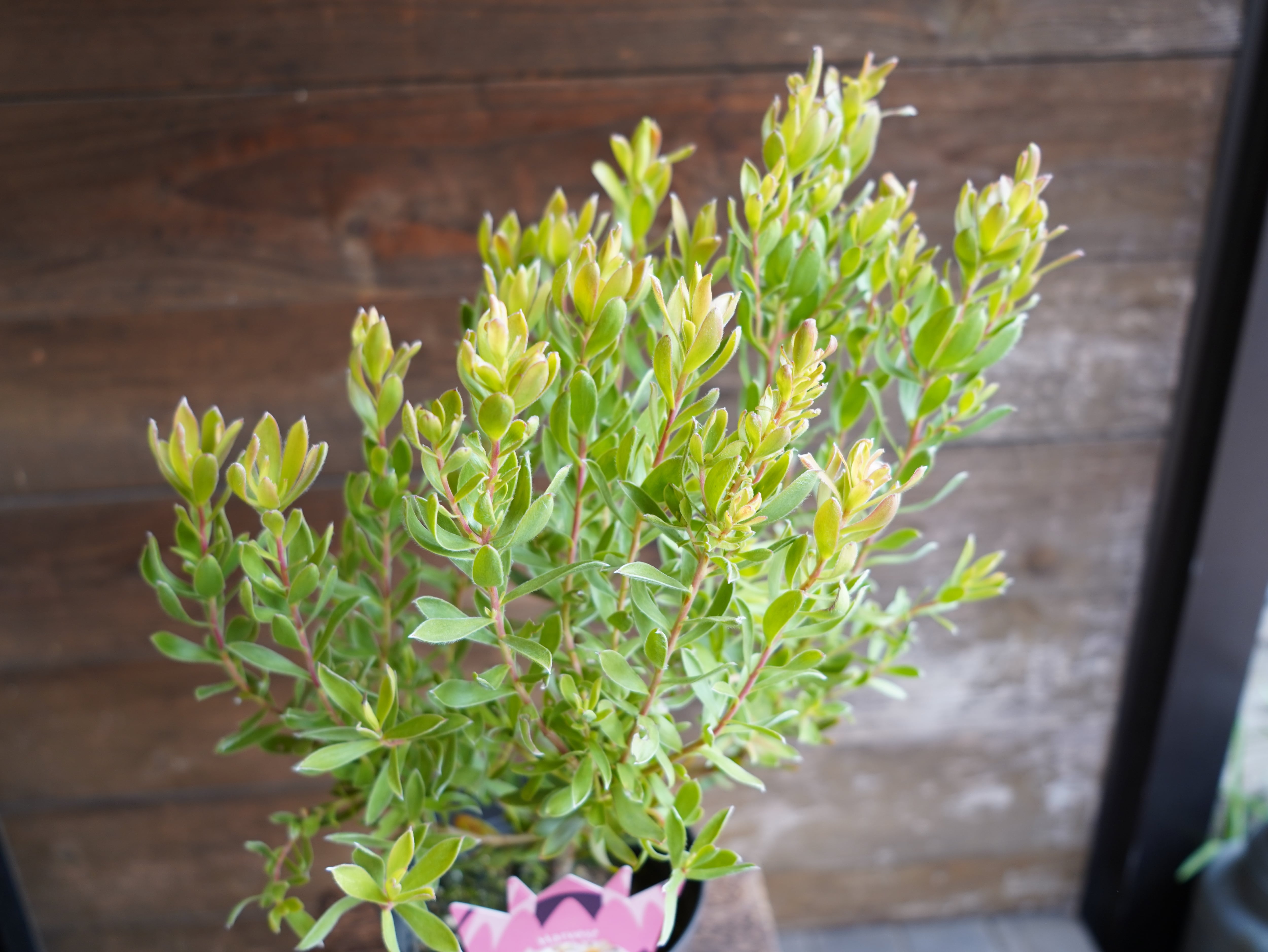 【現物】リューカデンドロン　”Harvest”